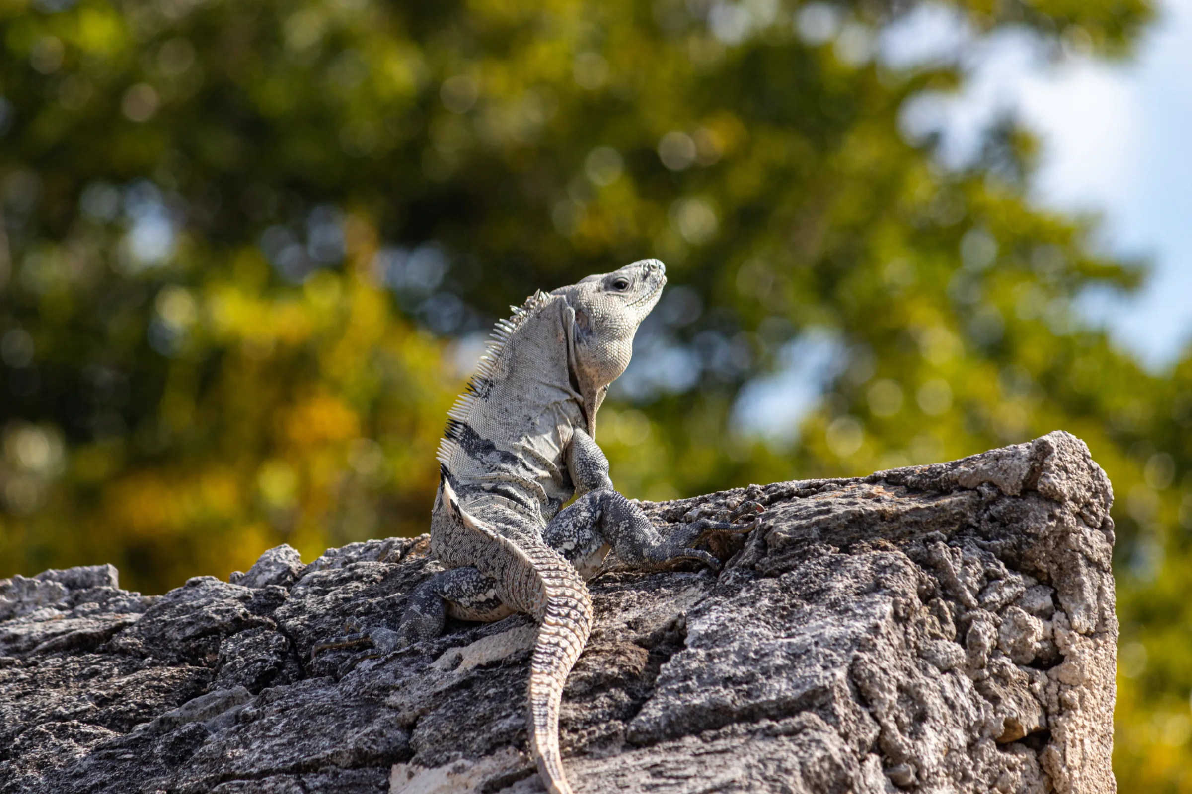 An iguana resting on a rock at Bacalar, Quintana Roo