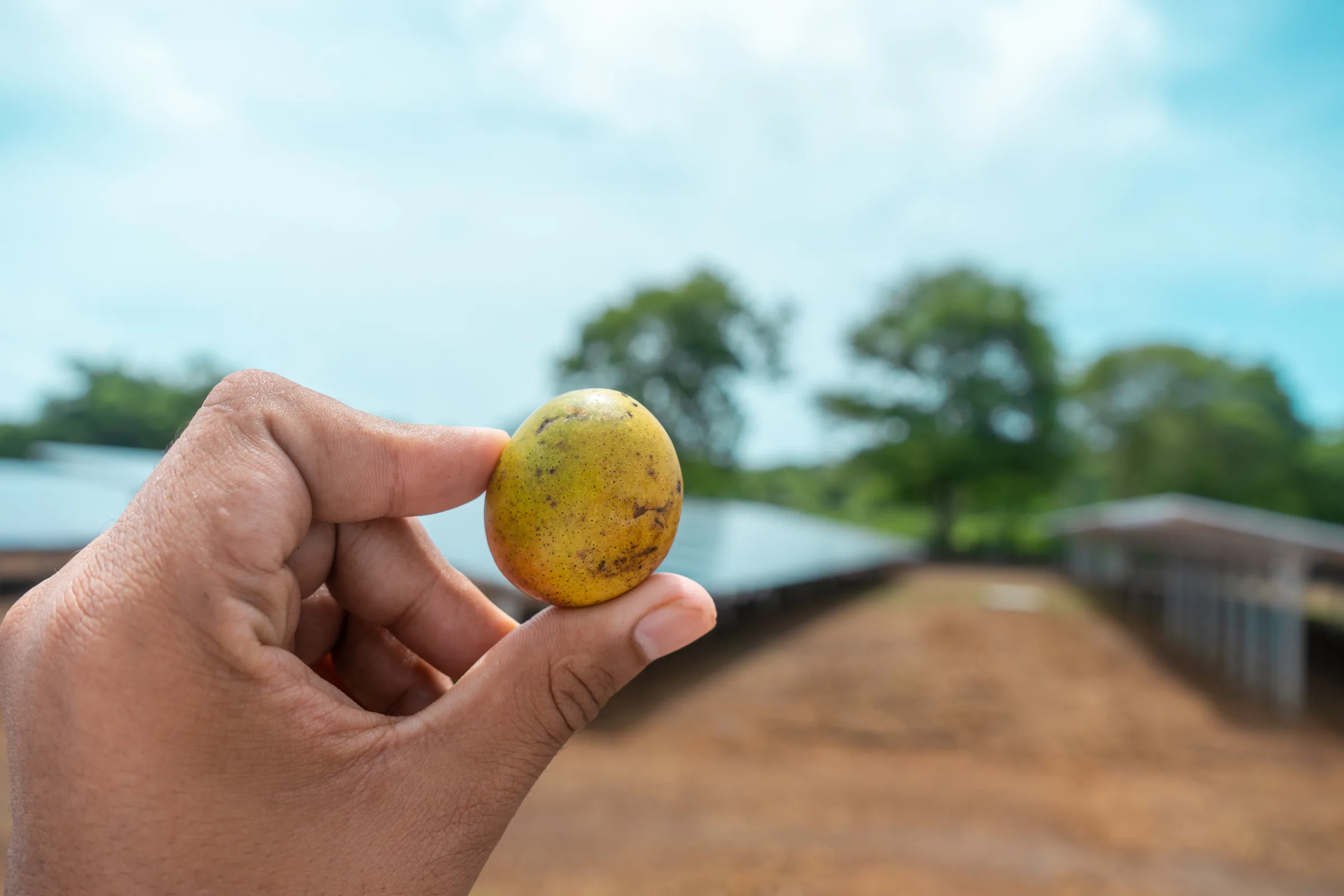 Fresh sugar mangoes from Corn Island, Nicaragua