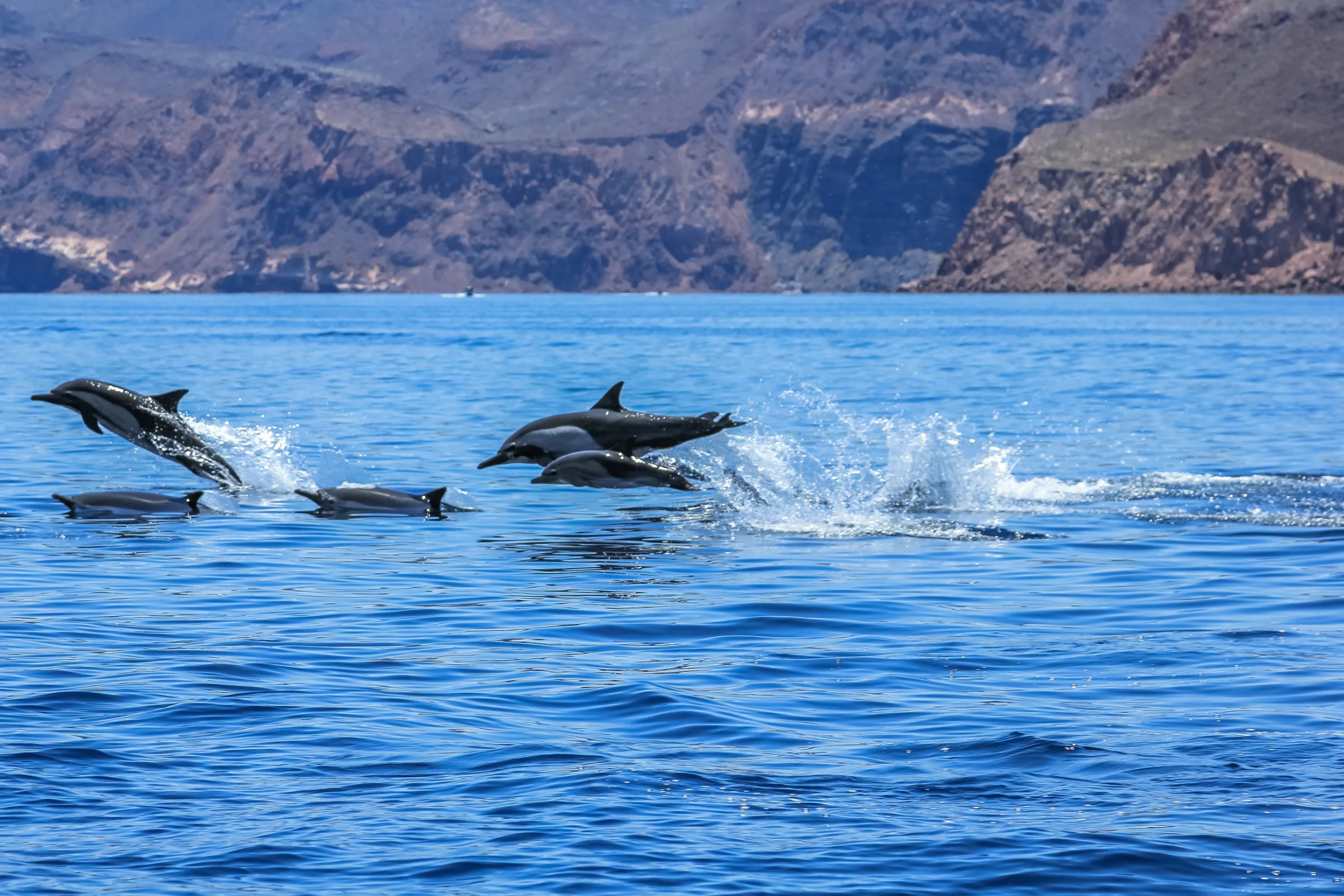 Dolphins leaping off Isla Espíritu Santo near La Paz, Baja California Sur