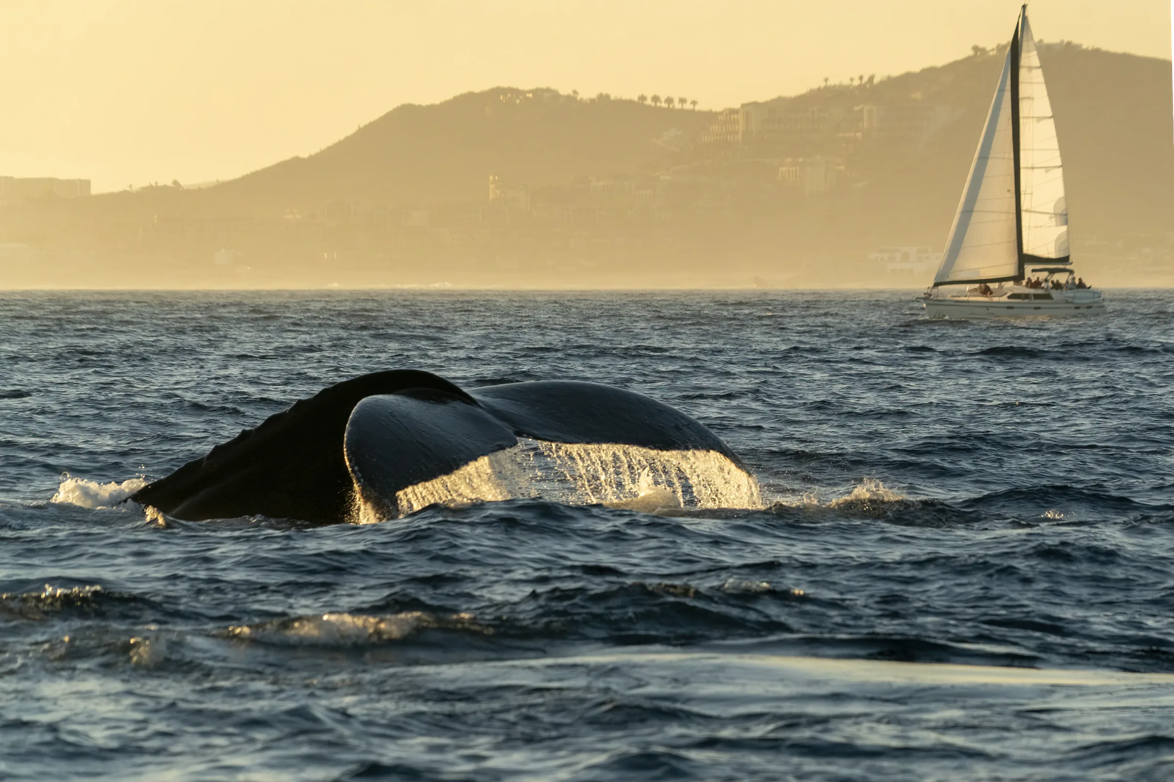 A humpback whale slapping its tail off Cabo San Lucas