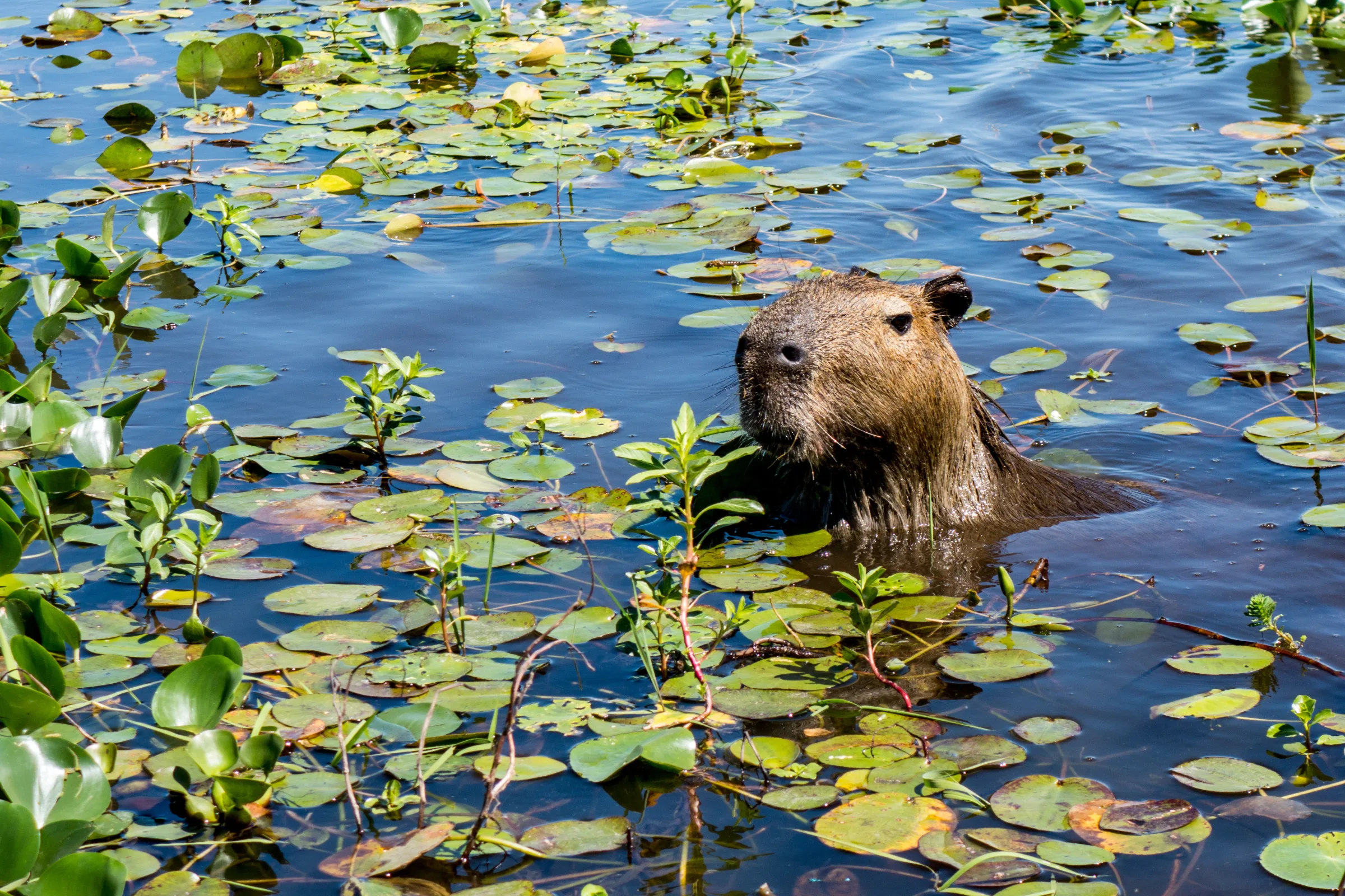 A capybara among floating plants in the Iberá Wetlands, Argentina