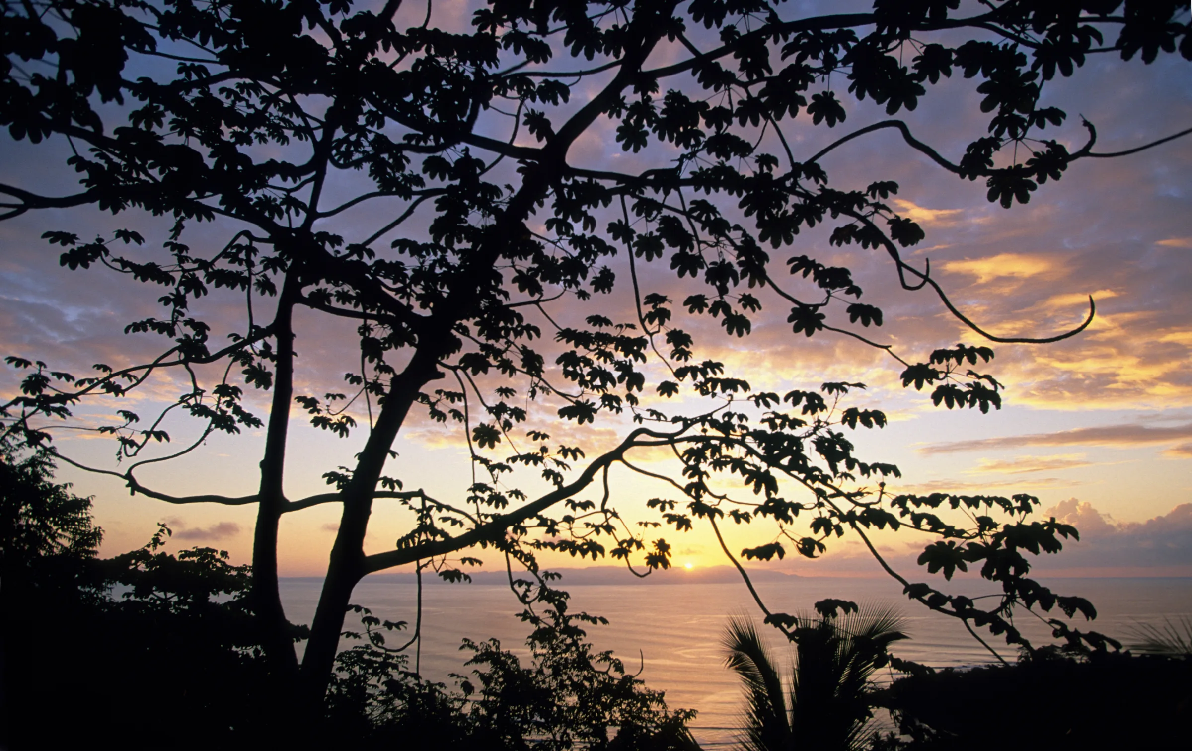 View of the Golfo Dulce through rainforest trees near Puerto Jiménez, Costa Rica
