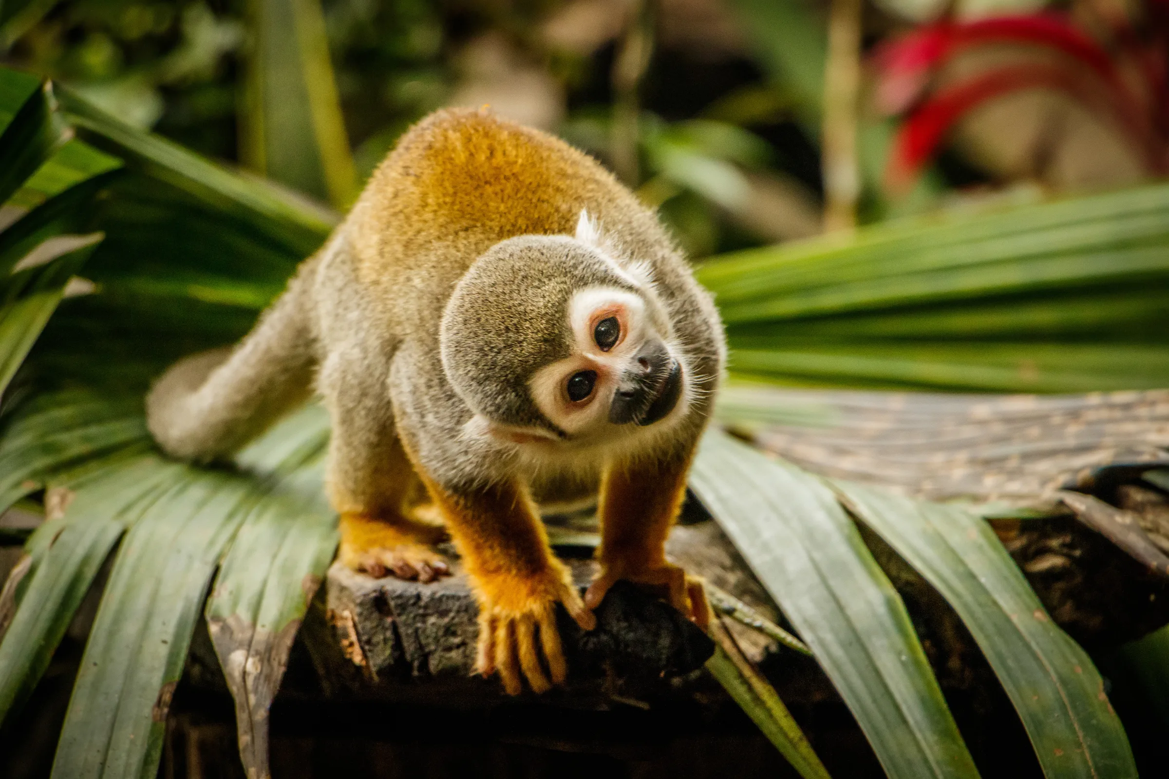 A squirrel monkey in the rainforest of the Ecuadorian Amazon