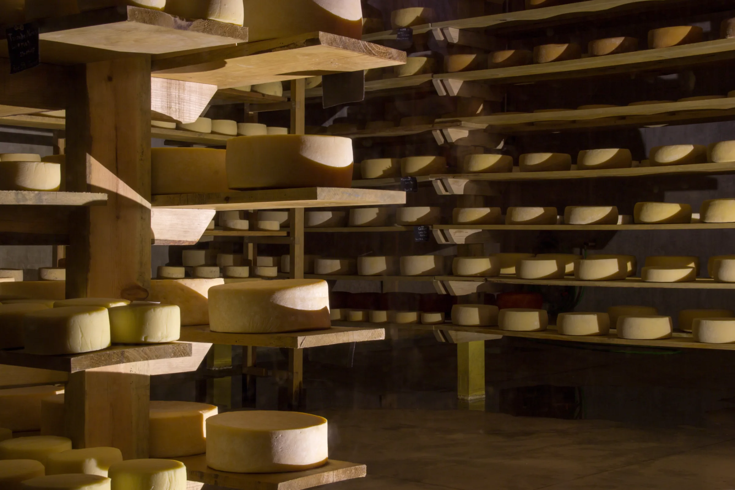 Wheels of cheese aging in a cellar in Querétaro