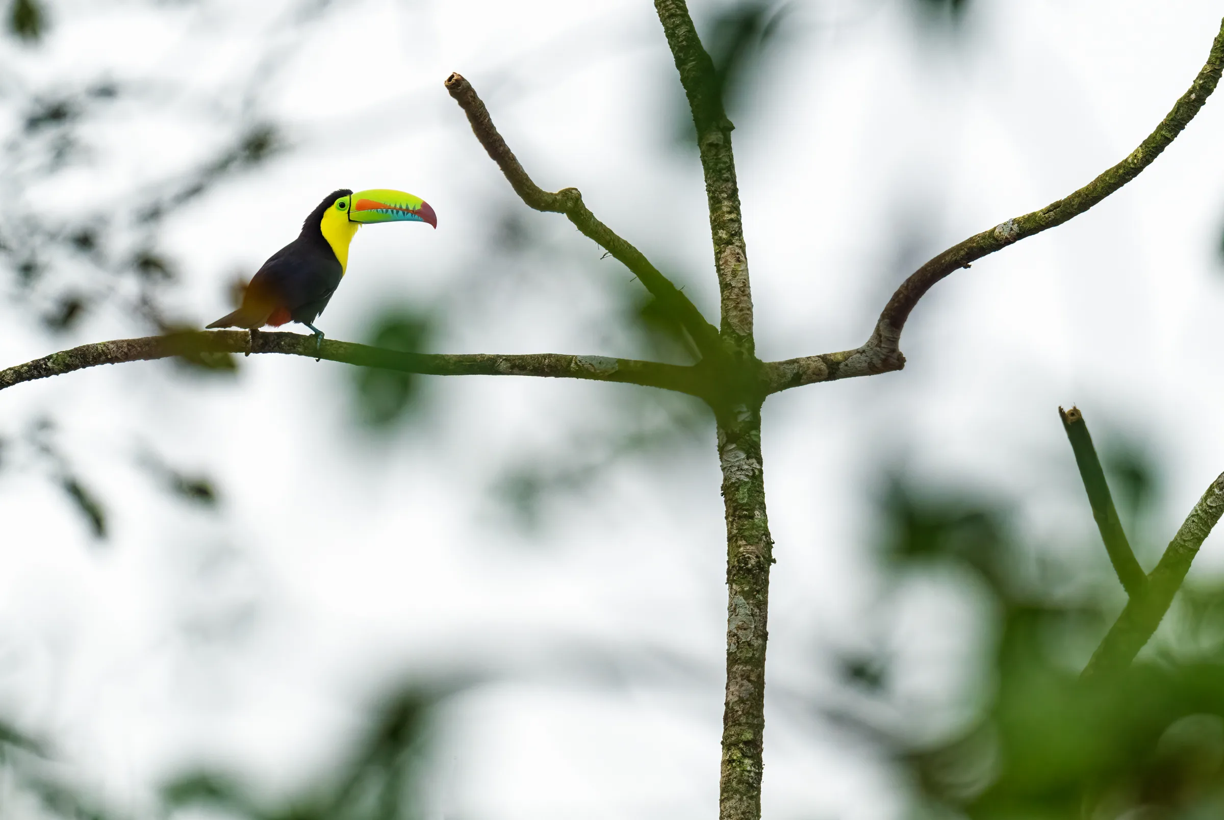 A keel-billed toucan perched in the forest