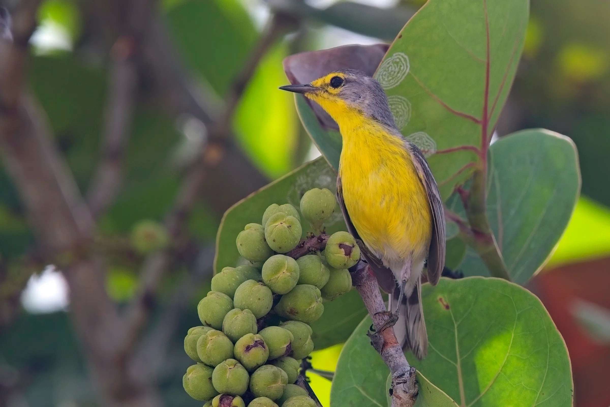 A Barbuda warbler, a bird found only on Barbuda