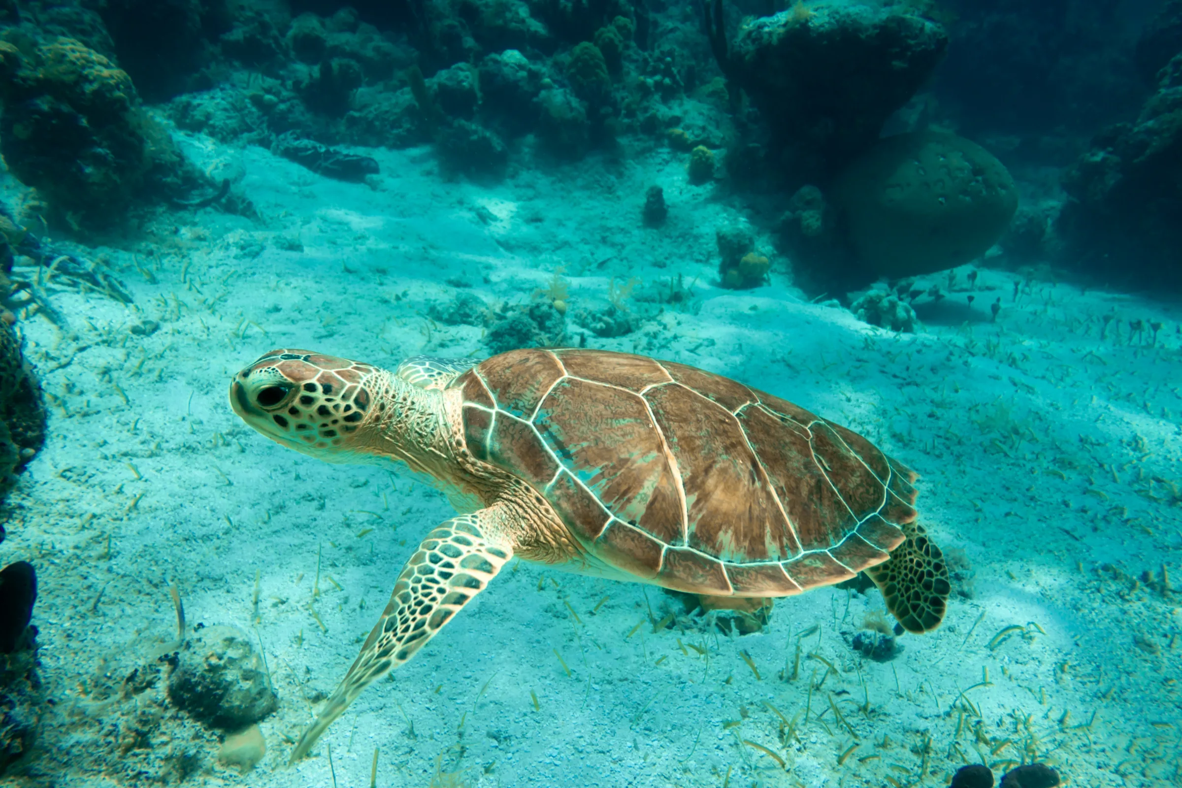 A green sea turtle swimming over reef and sea grass in Turks and Caicos