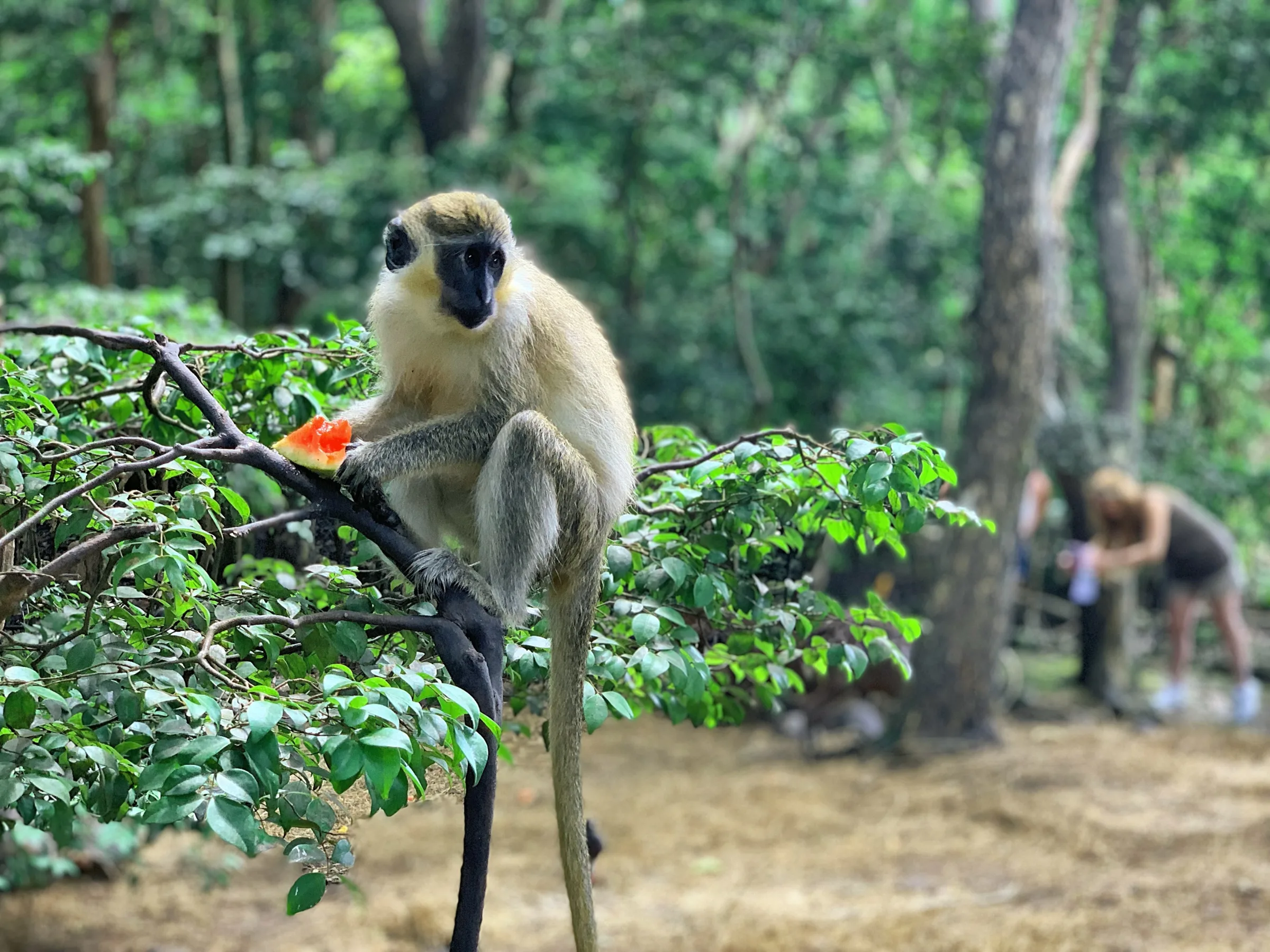 A green monkey at the Barbados Wildlife Reserve