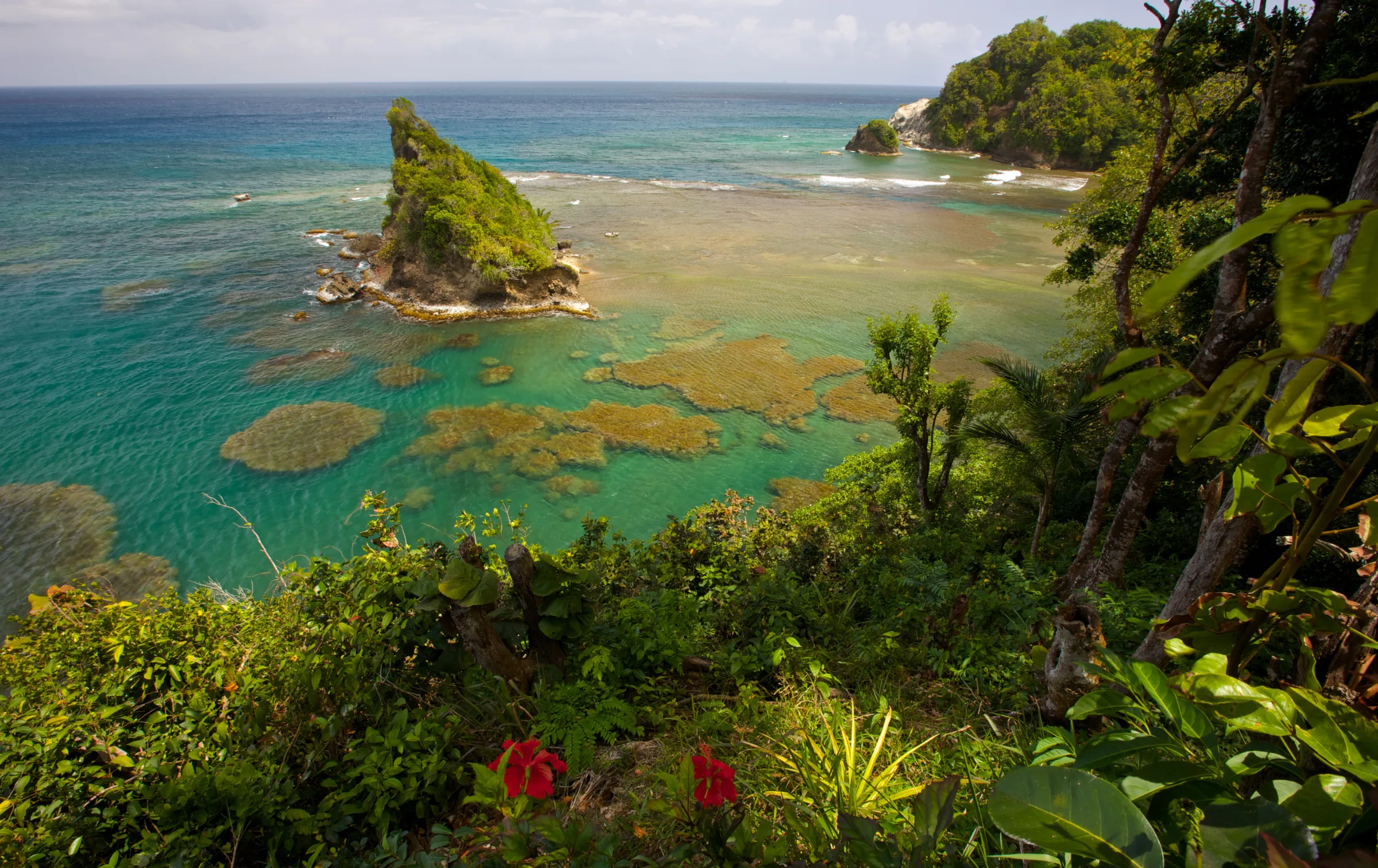 A coral reef off the coast of Dominica
