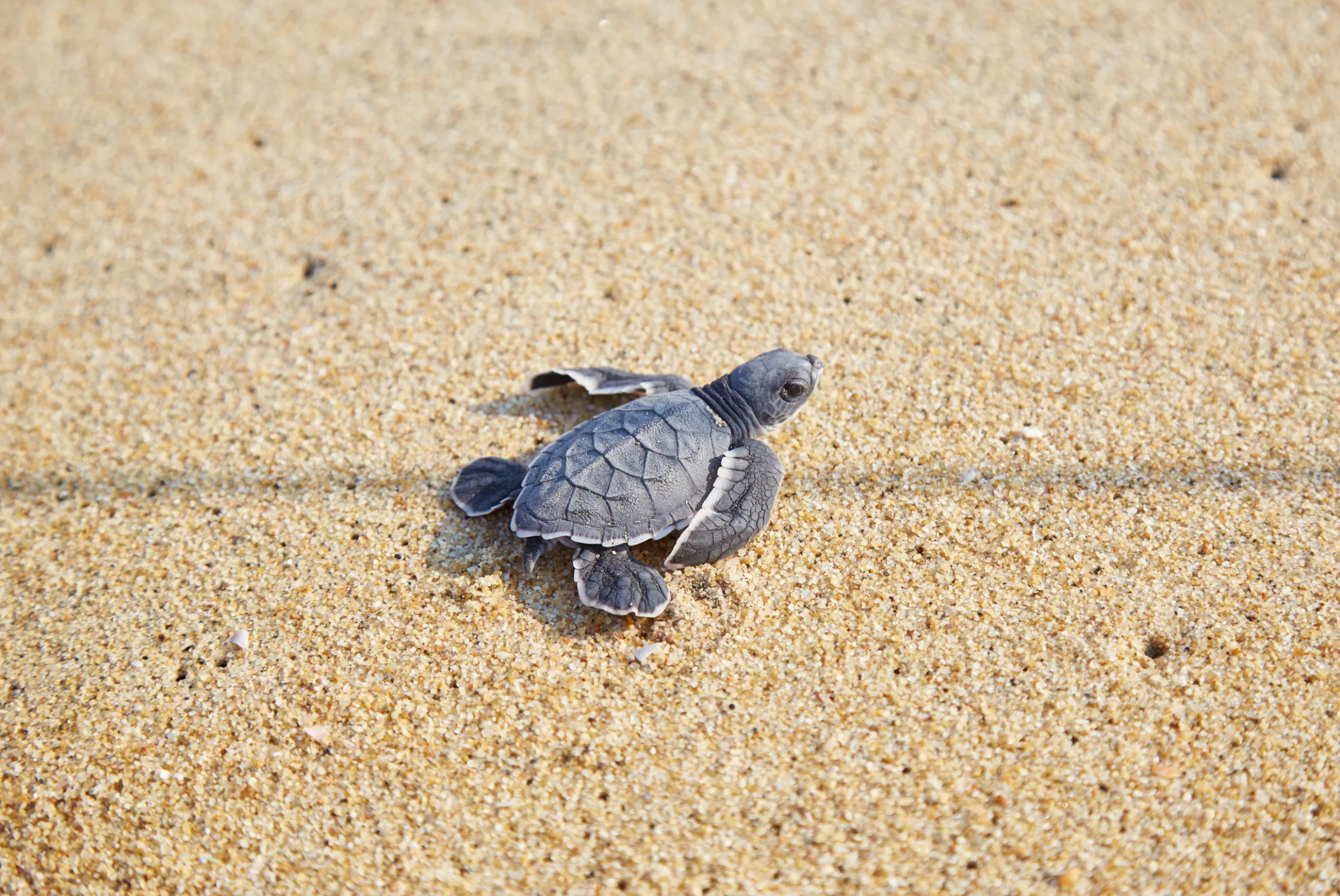 A baby turtle release on the beach at Puerto Escondido, Oaxaca