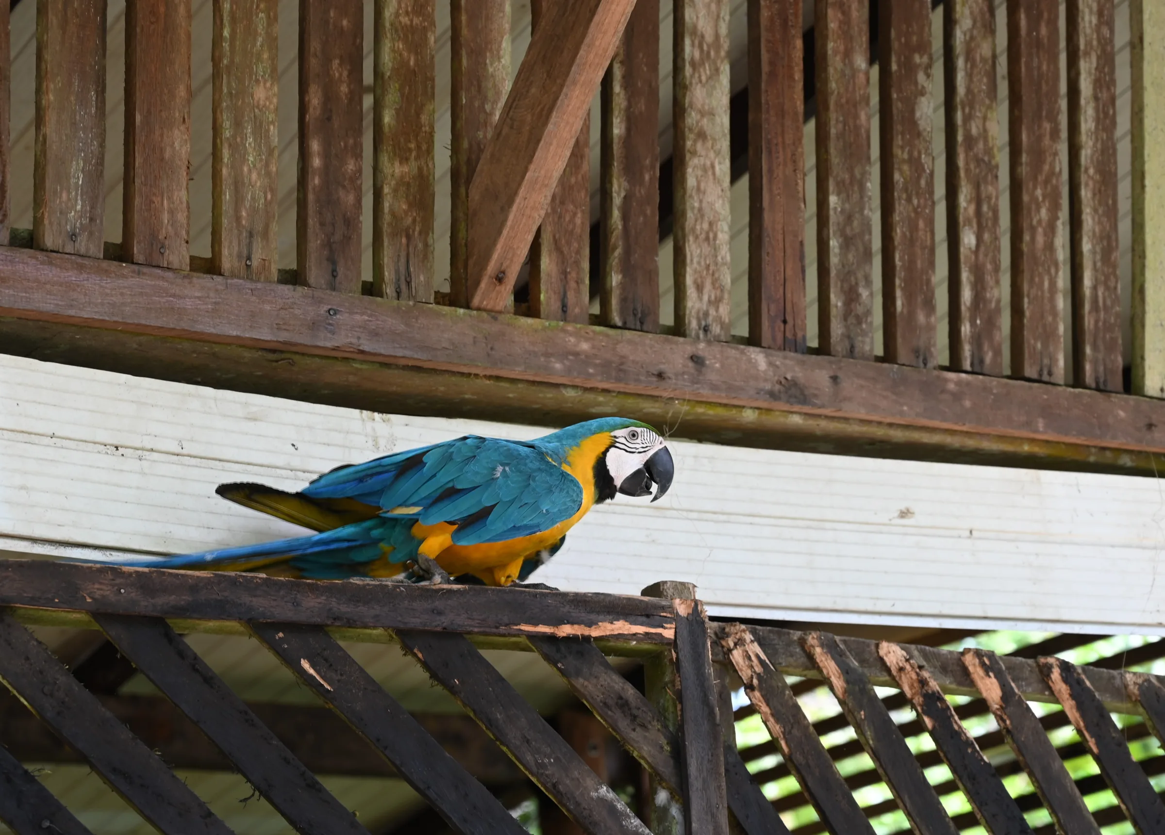 A colorful parrot in the Amazon rainforest of Colombia