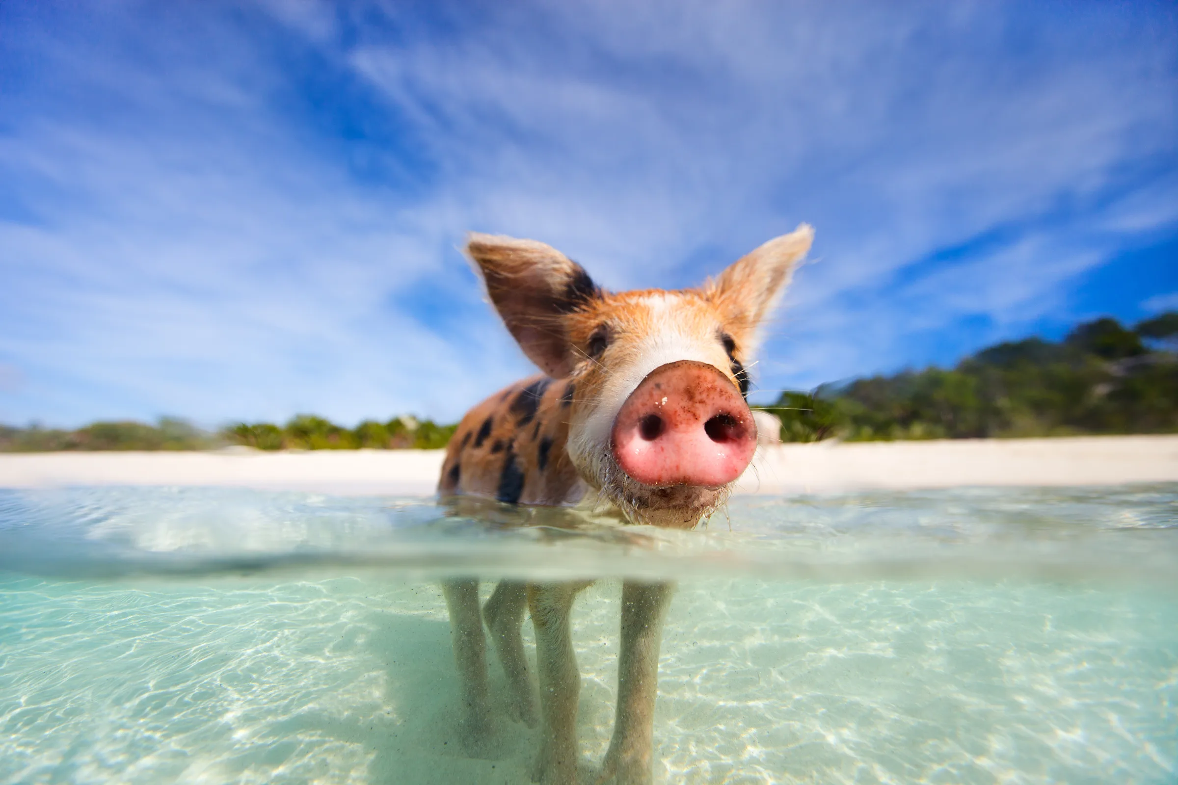 The swimming pigs of the Exumas, Bahamas