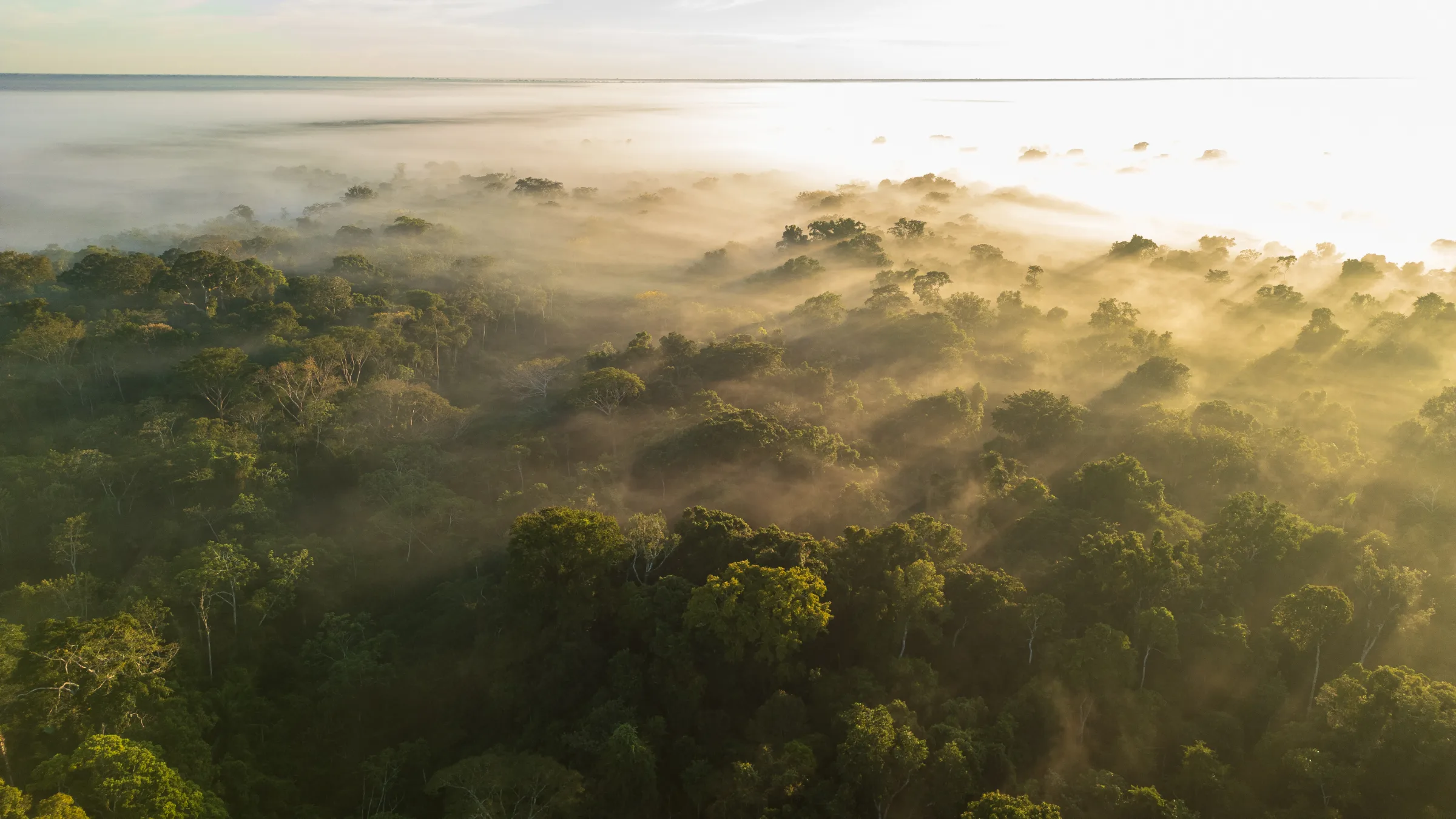 Aerial view of forest near the Tambopata National Reserve, Peru