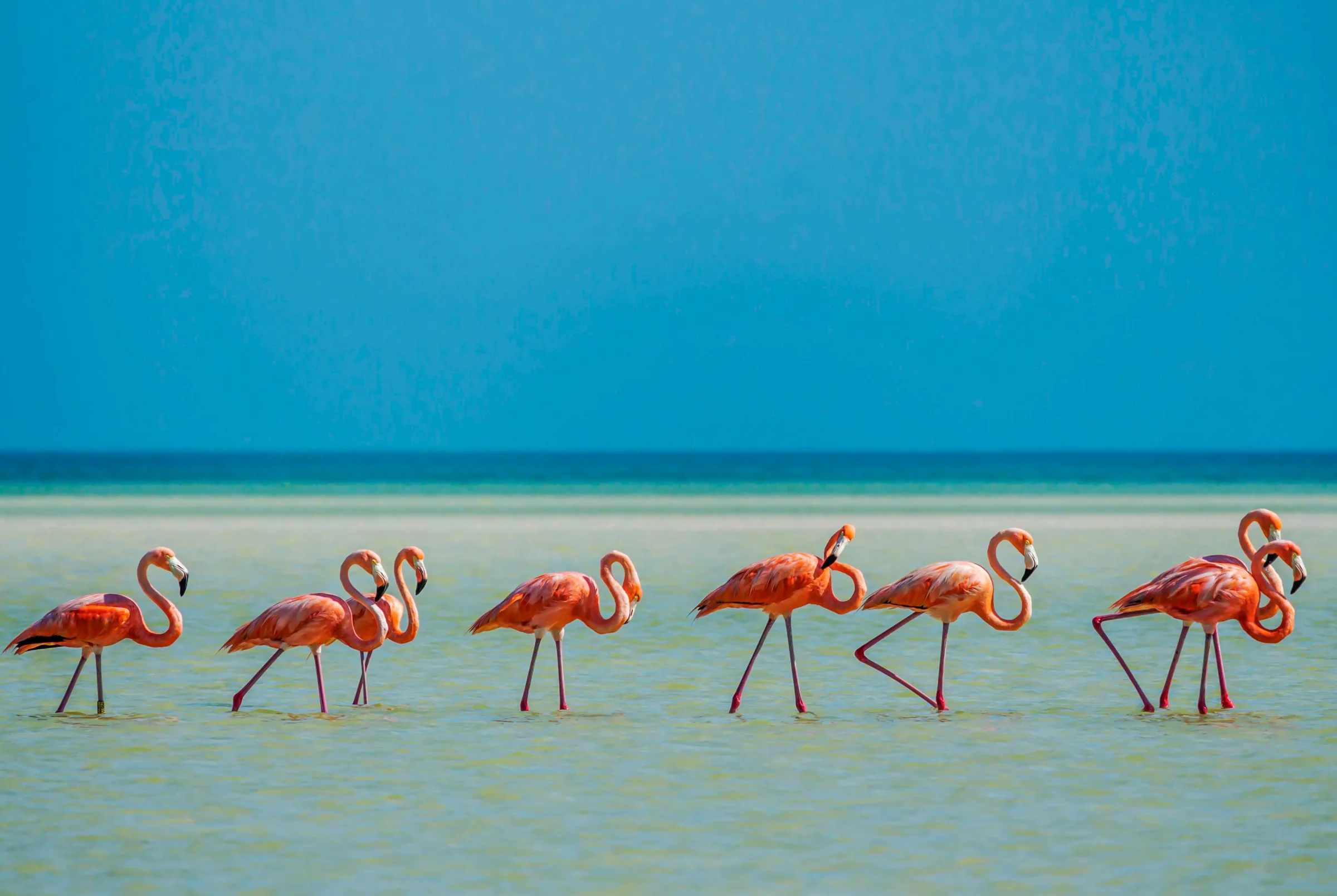 Flamingos on Isla Holbox, Mexico