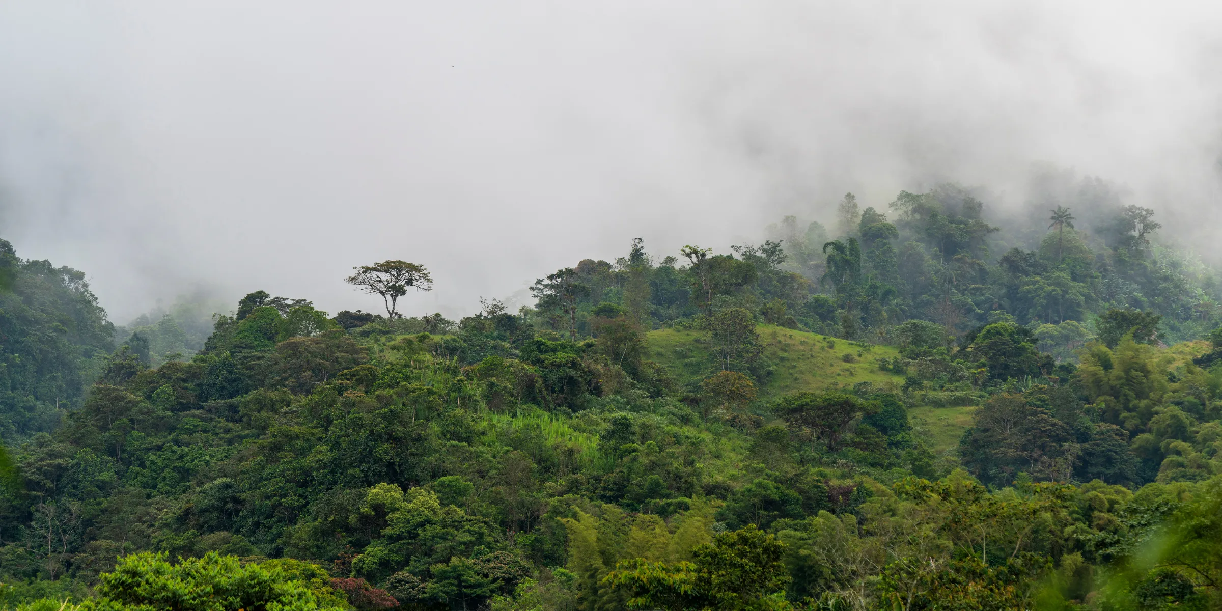 Cloud forest landscape near Mindo, Ecuador