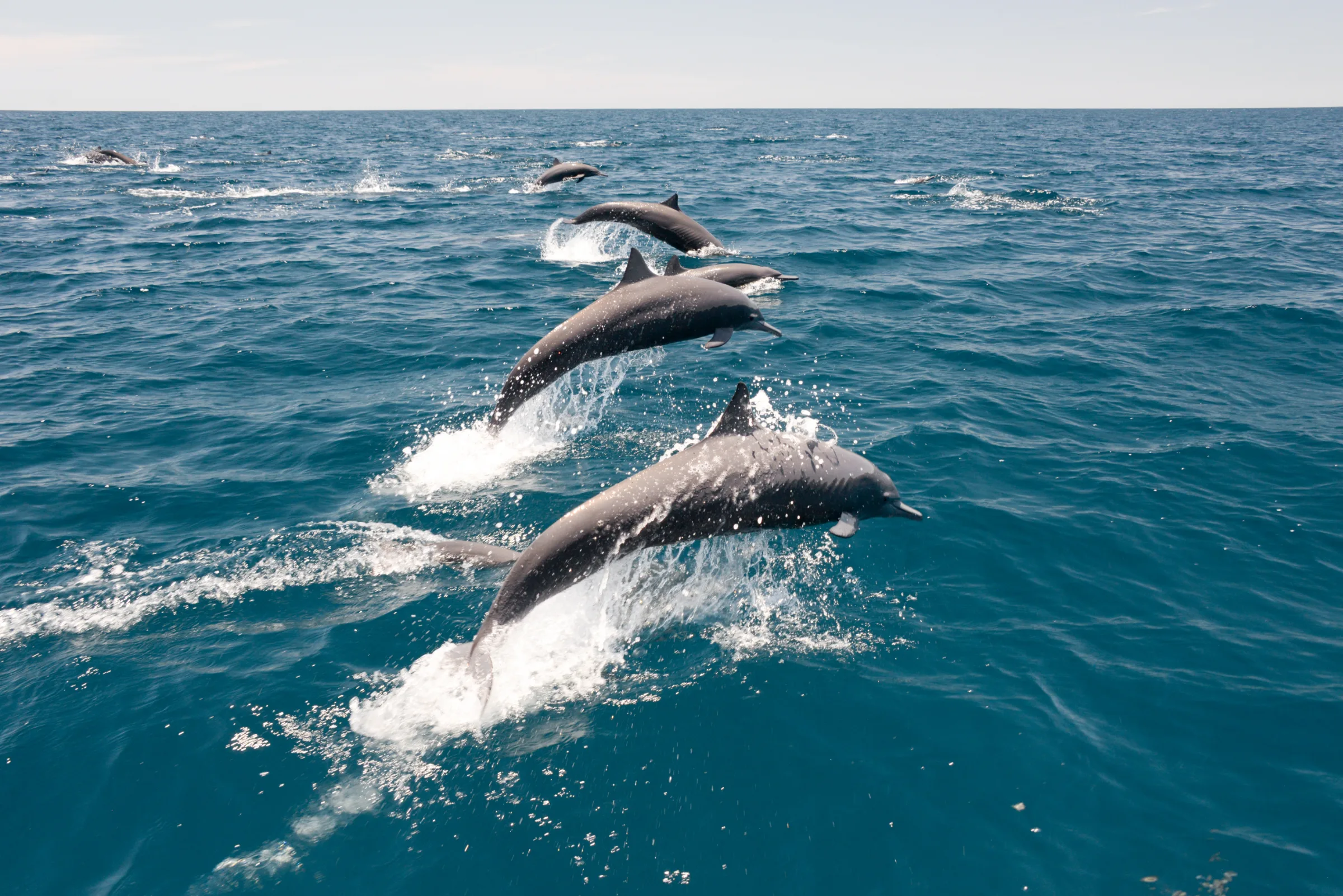 Spinner dolphins off the coast of Nosara, Costa Rica