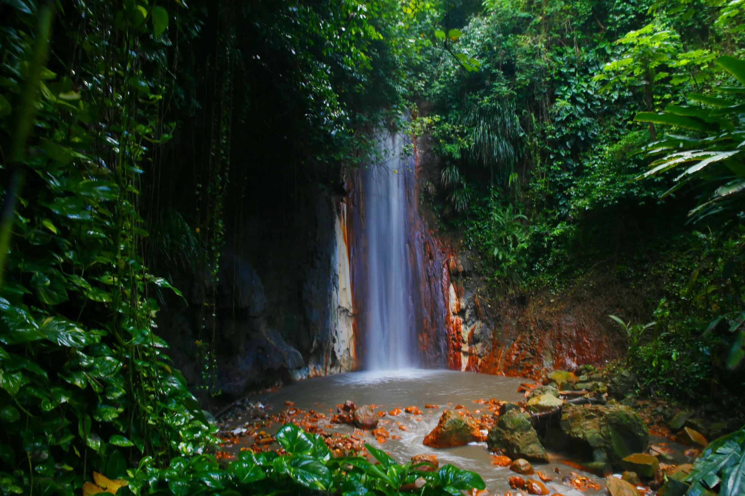 Tropical plants in a botanical garden in St. Lucia