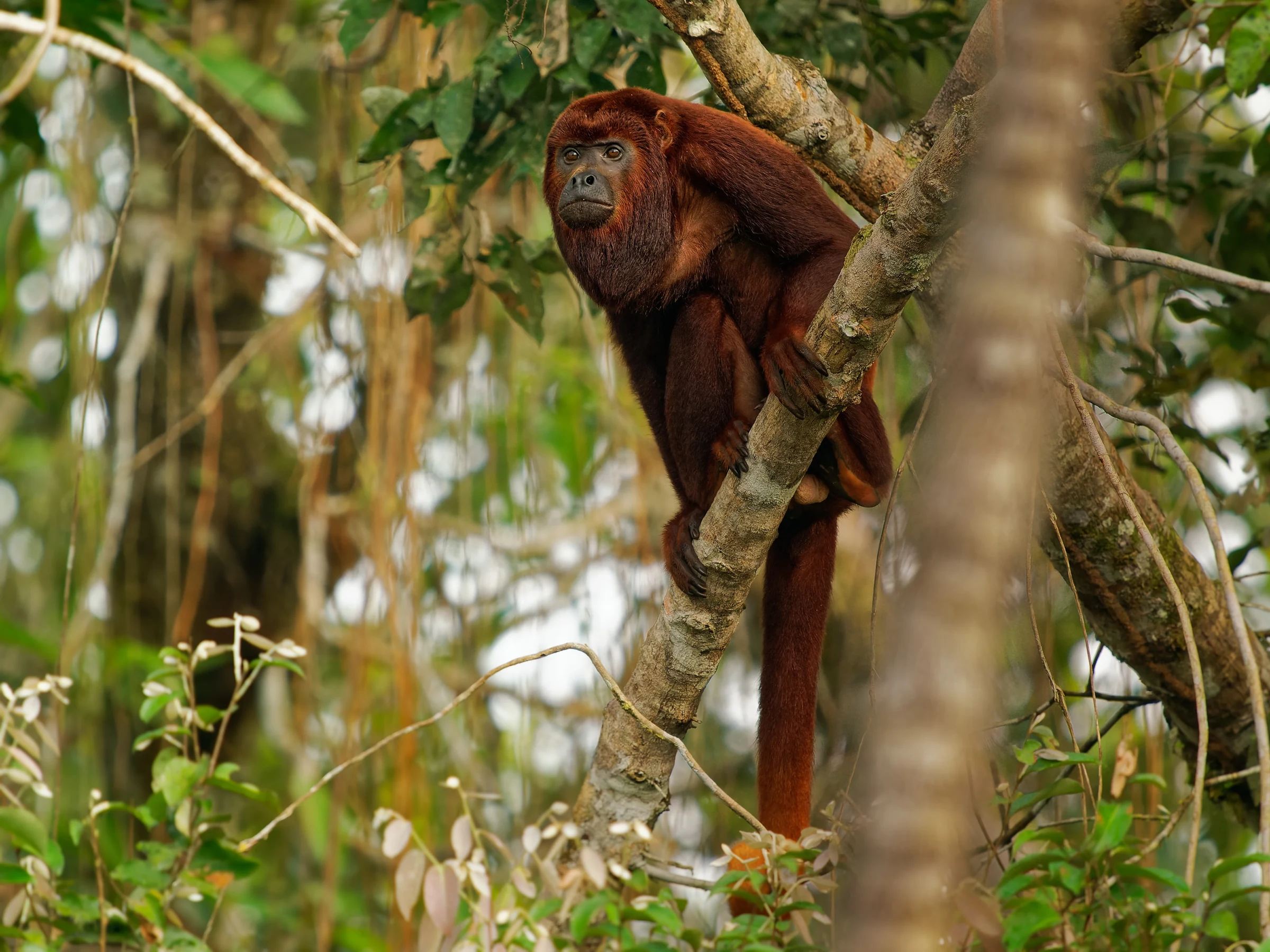 Howler monkey clinging to a tree in Ecuador's Amazon rainforest.
