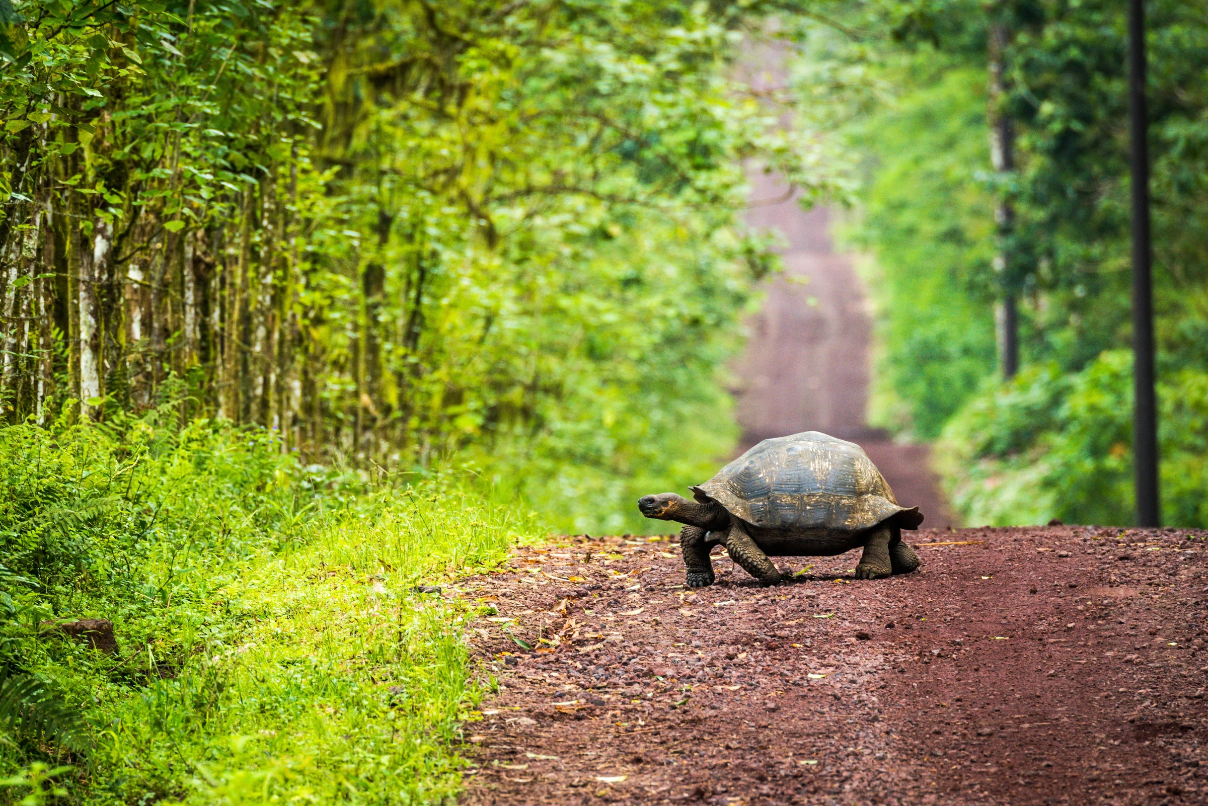 Giant tortoise crossing a path in the Galápagos highlands.