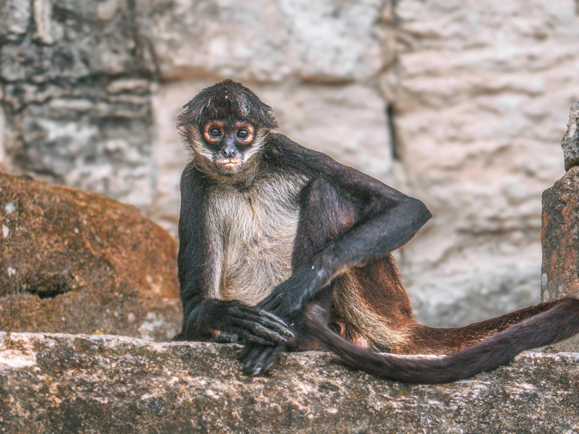A spider monkey perches on ancient stonework among the ruins of Tikal, Guatemala.