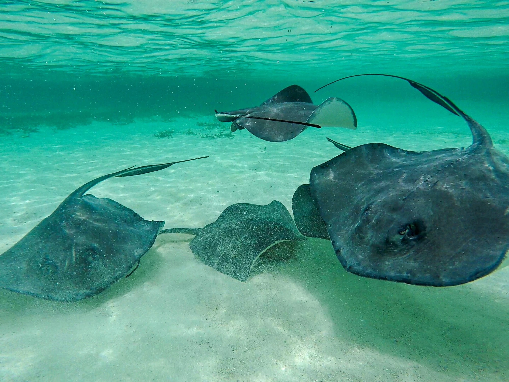 Stingrays glide through shallow turquoise water over a sandy seabed in Belize.