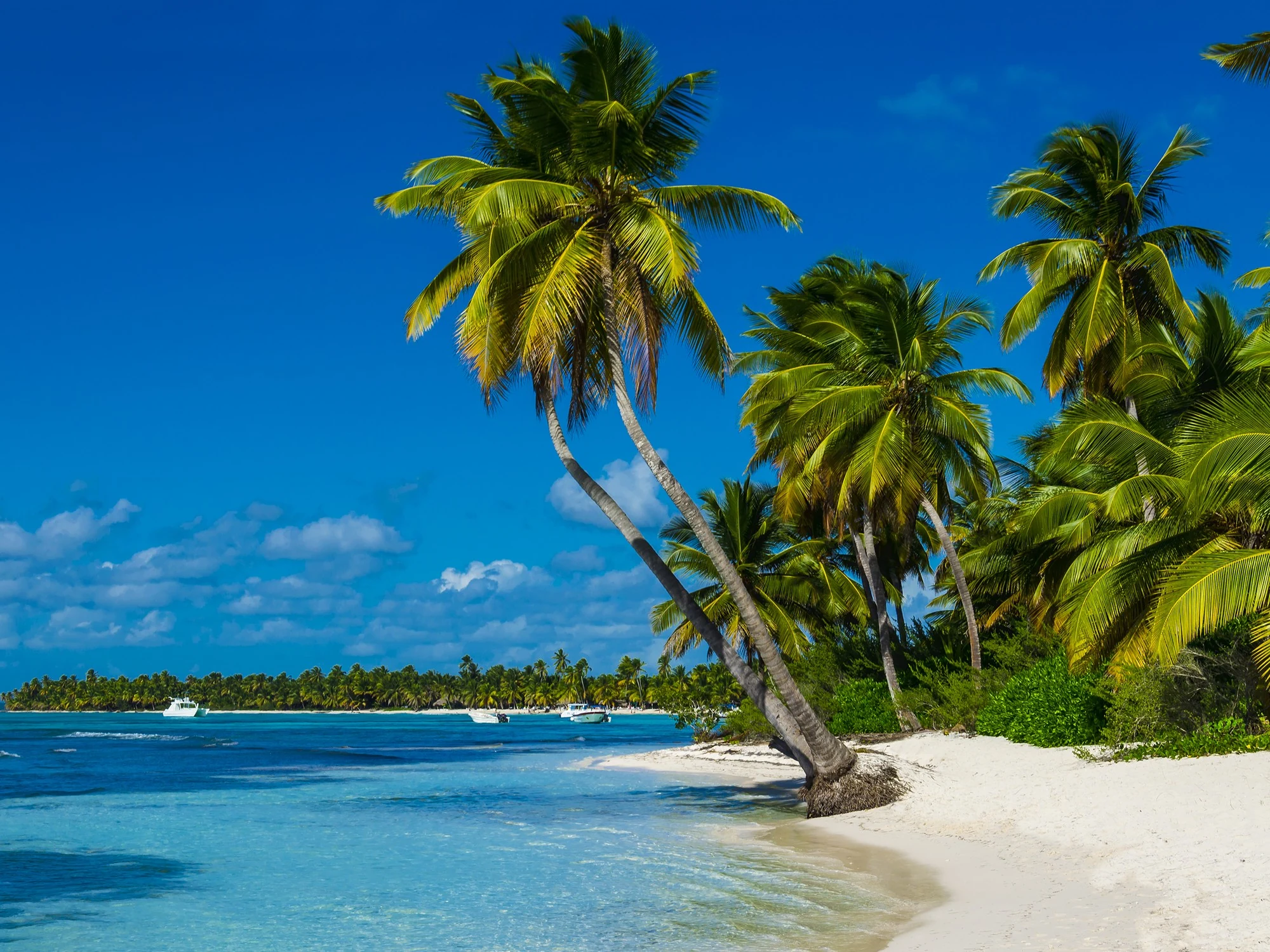 Wind-bent palm trees lean over a white-sand Grenadines beach with anchored boats bobbing offshore.