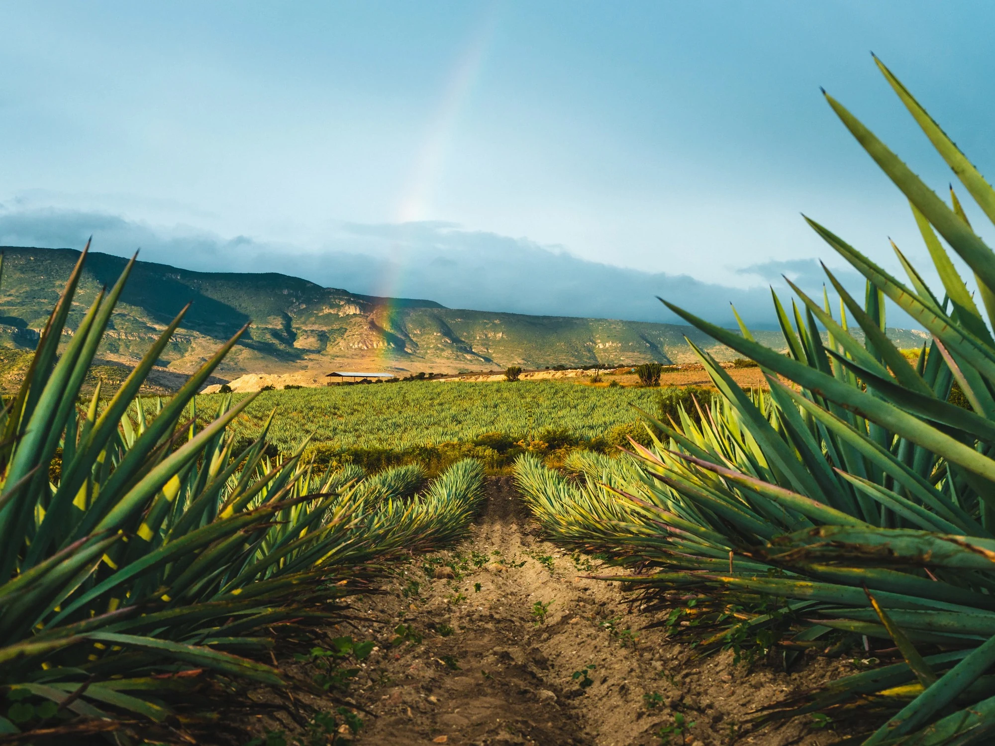 A rainbow arcs over rows of blue agave plants in an Oaxaca farm field beneath a mountain ridge.