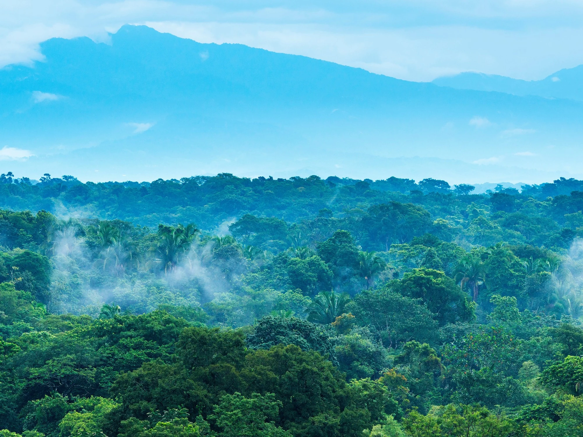 A misty green jungle canopy stretches toward hazy blue mountains in the Chiapas highlands.