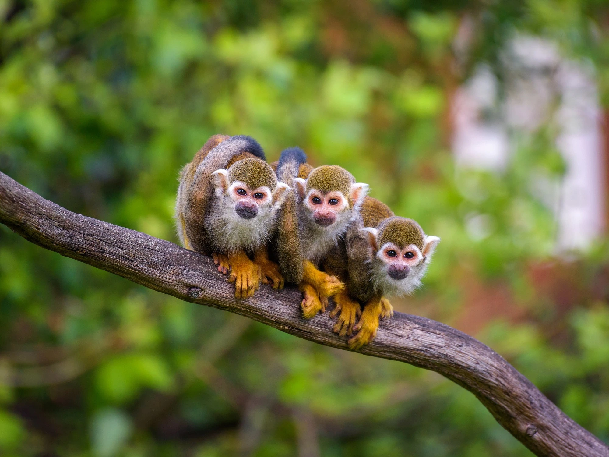 Three wide-eyed squirrel monkeys huddle shoulder to shoulder on a slender jungle branch, their golden-orange paws gripping the bark as they stare curiously at the camera.