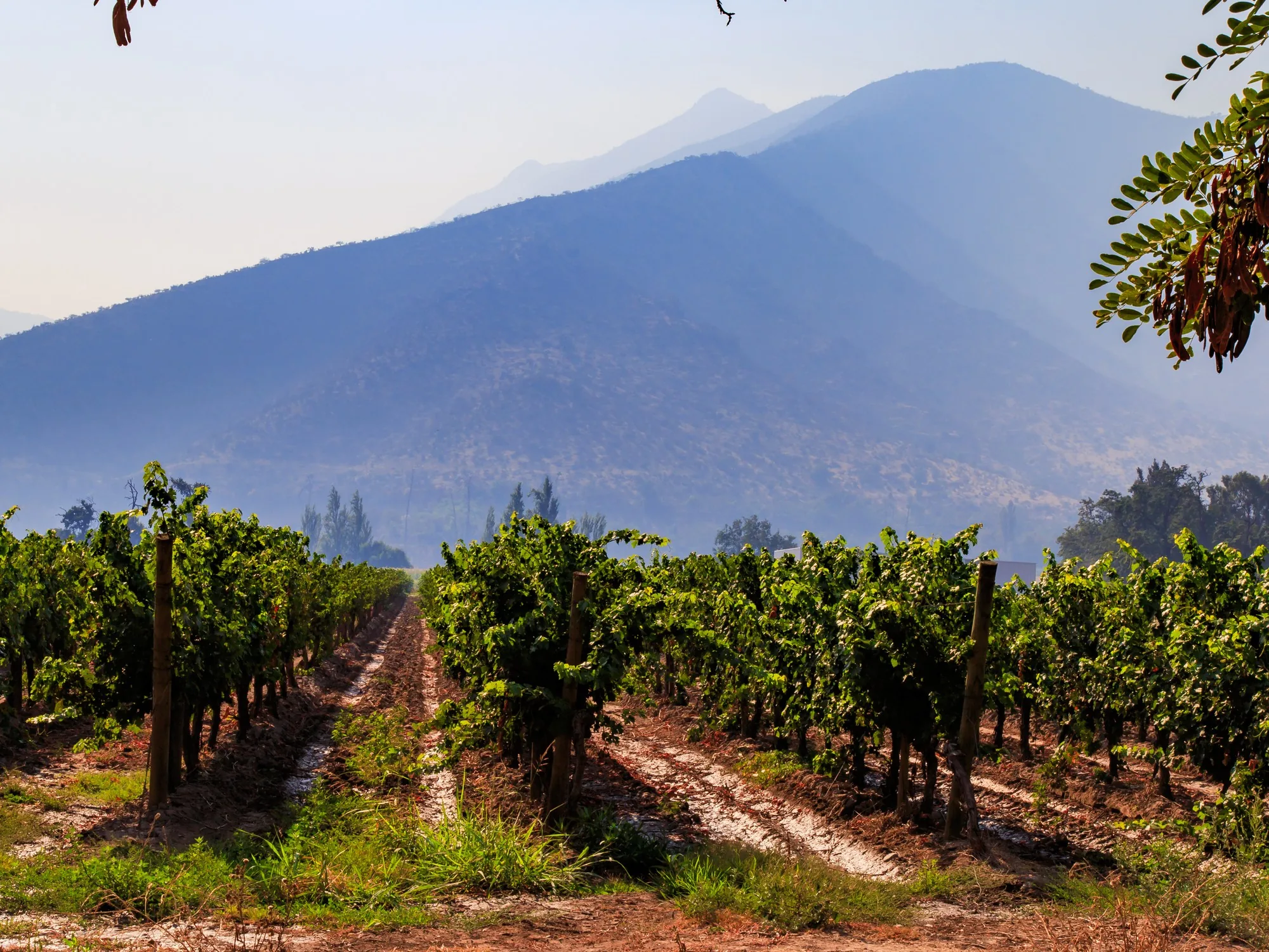 Rows of leafy grapevines march toward hazy blue mountains in the late-day light of a Chilean wine valley.