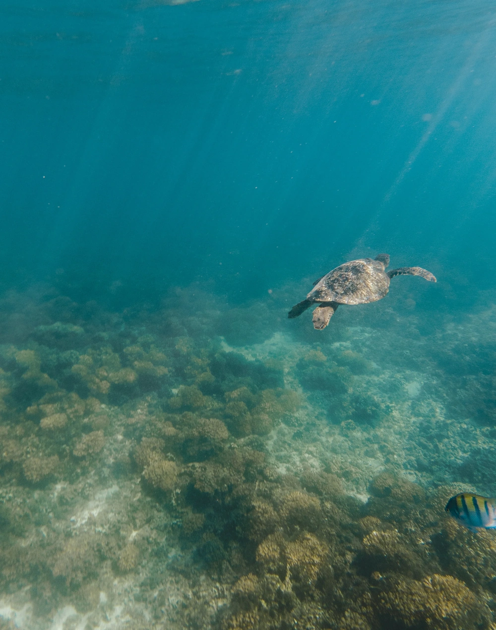 Turtle snorkeling