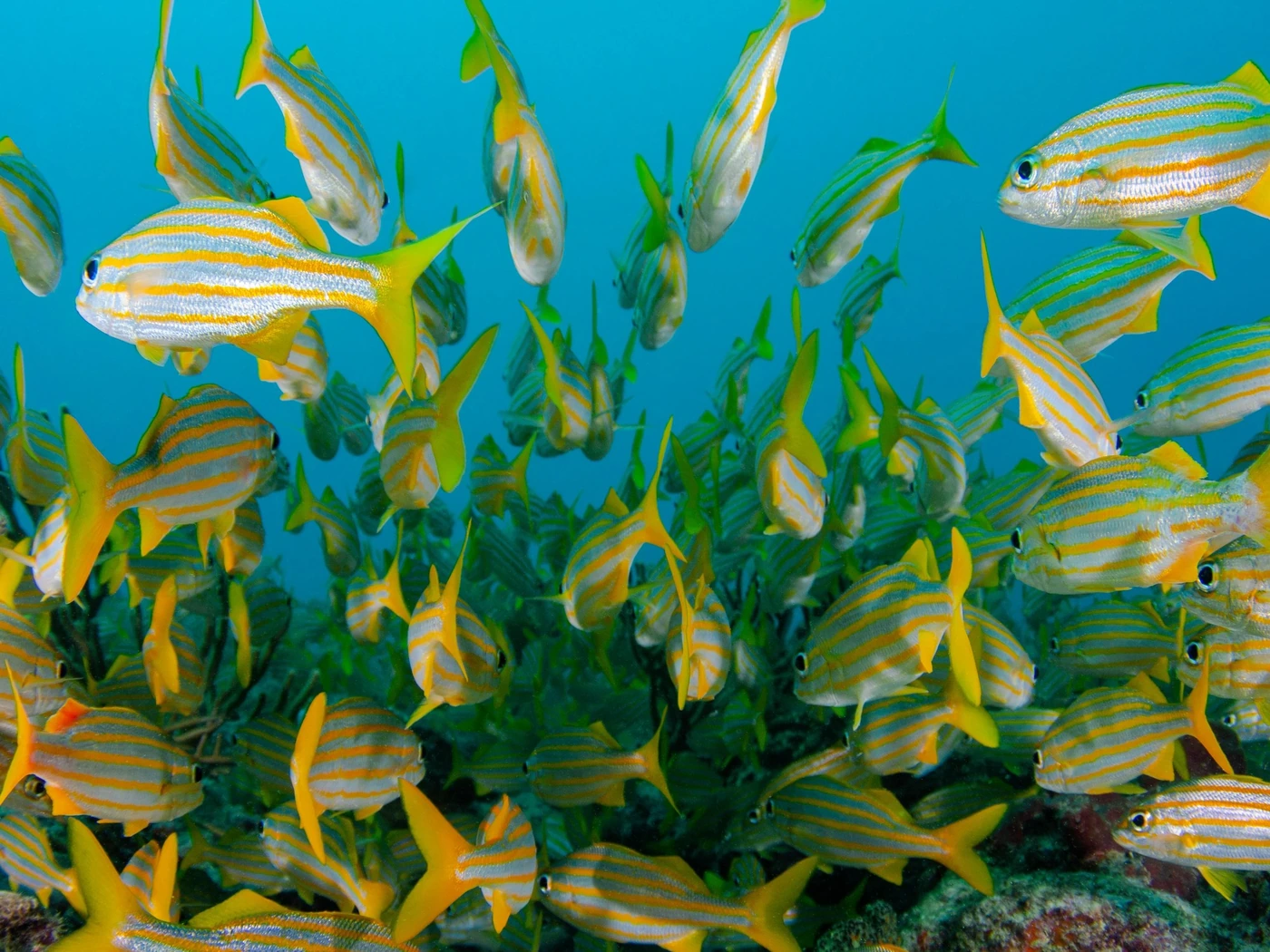 Yellow striped tropical fish swim around an underwater reef.
