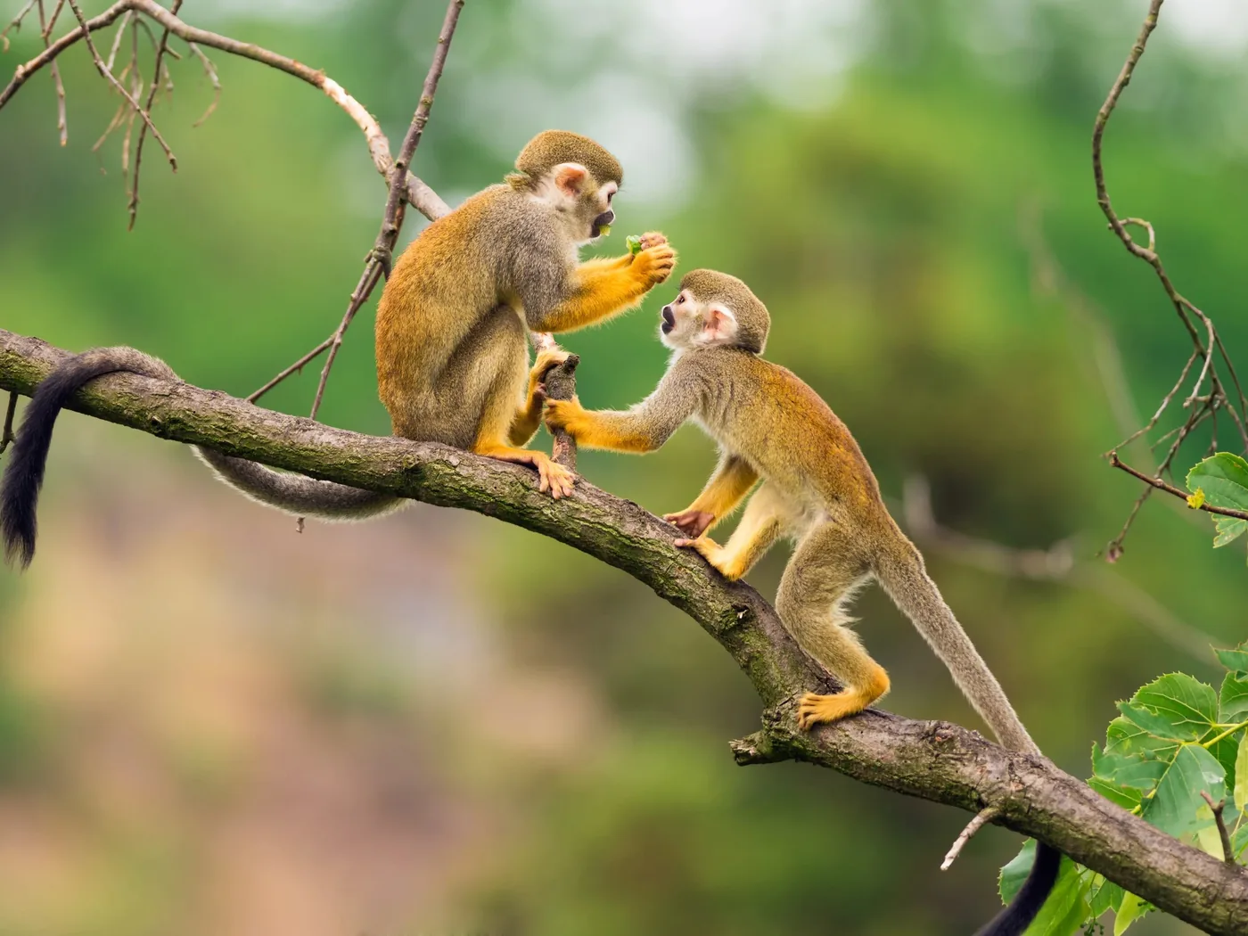 Two small golden-furred squirrel monkeys balance on a slender branch, reaching toward each other in a playful moment in the Amazon forest.