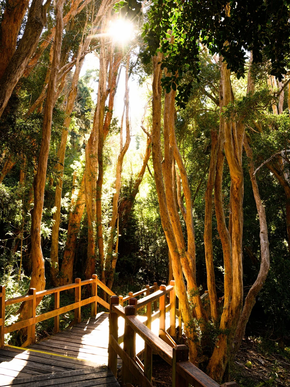Sunlit wooden boardwalk winding among arrayán trees.