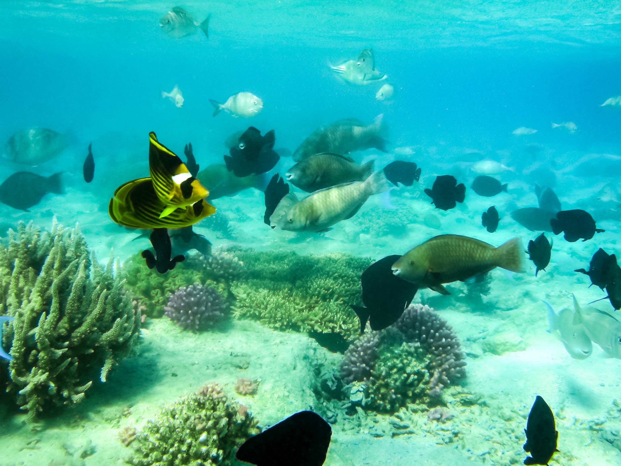 Snorkeling in St. Lucia.