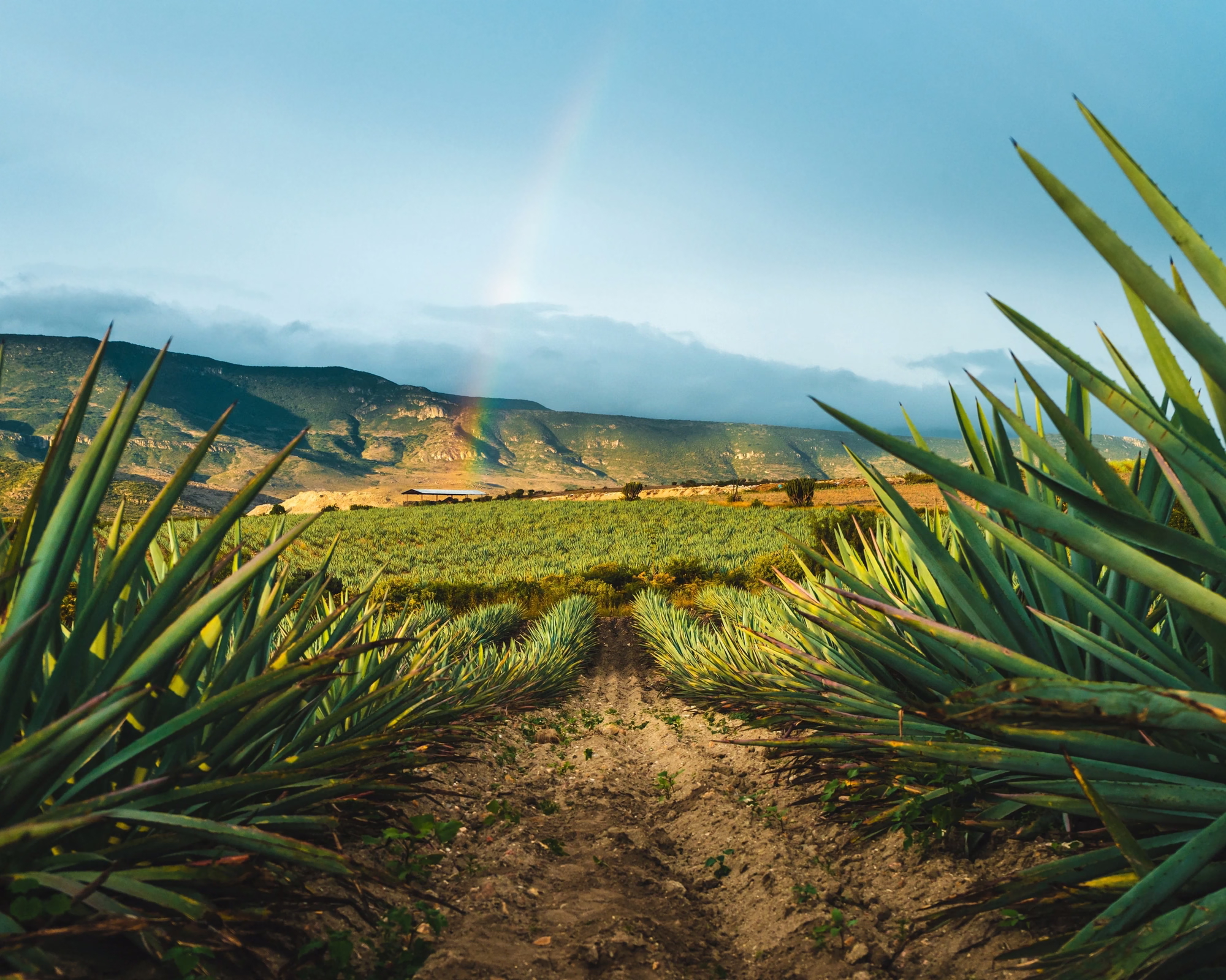 Rows of agave plants on a farm in Oaxaca.