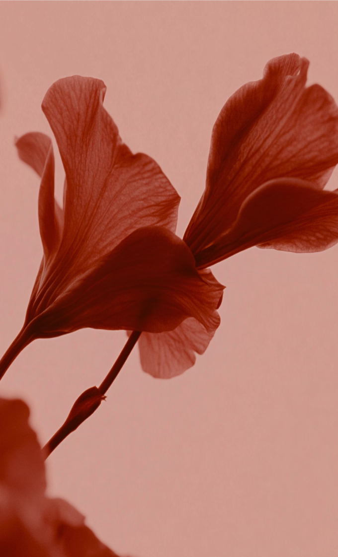 Close-up of two translucent flower petals with visible veins, shown in warm reddish-brown tones against a soft background.