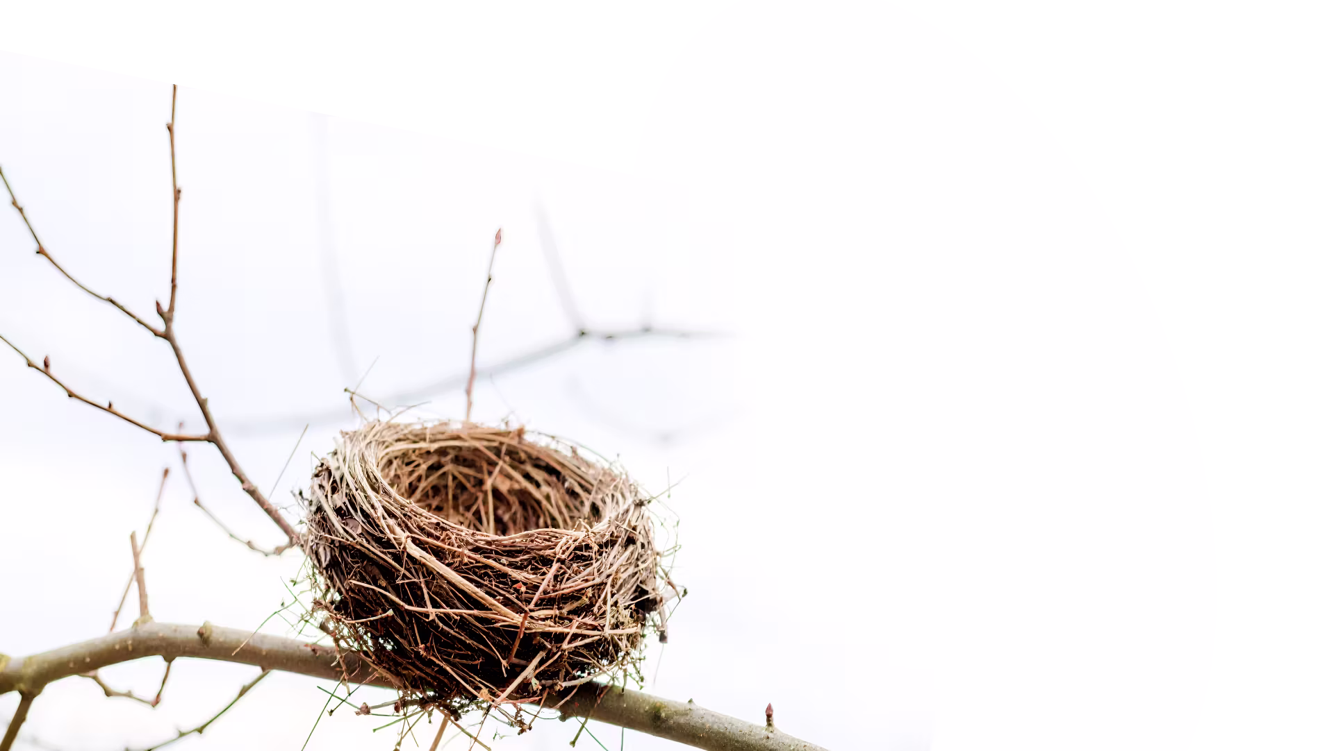 Empty bird's nest made of twigs, resting on a bare tree branch against a pale sky.