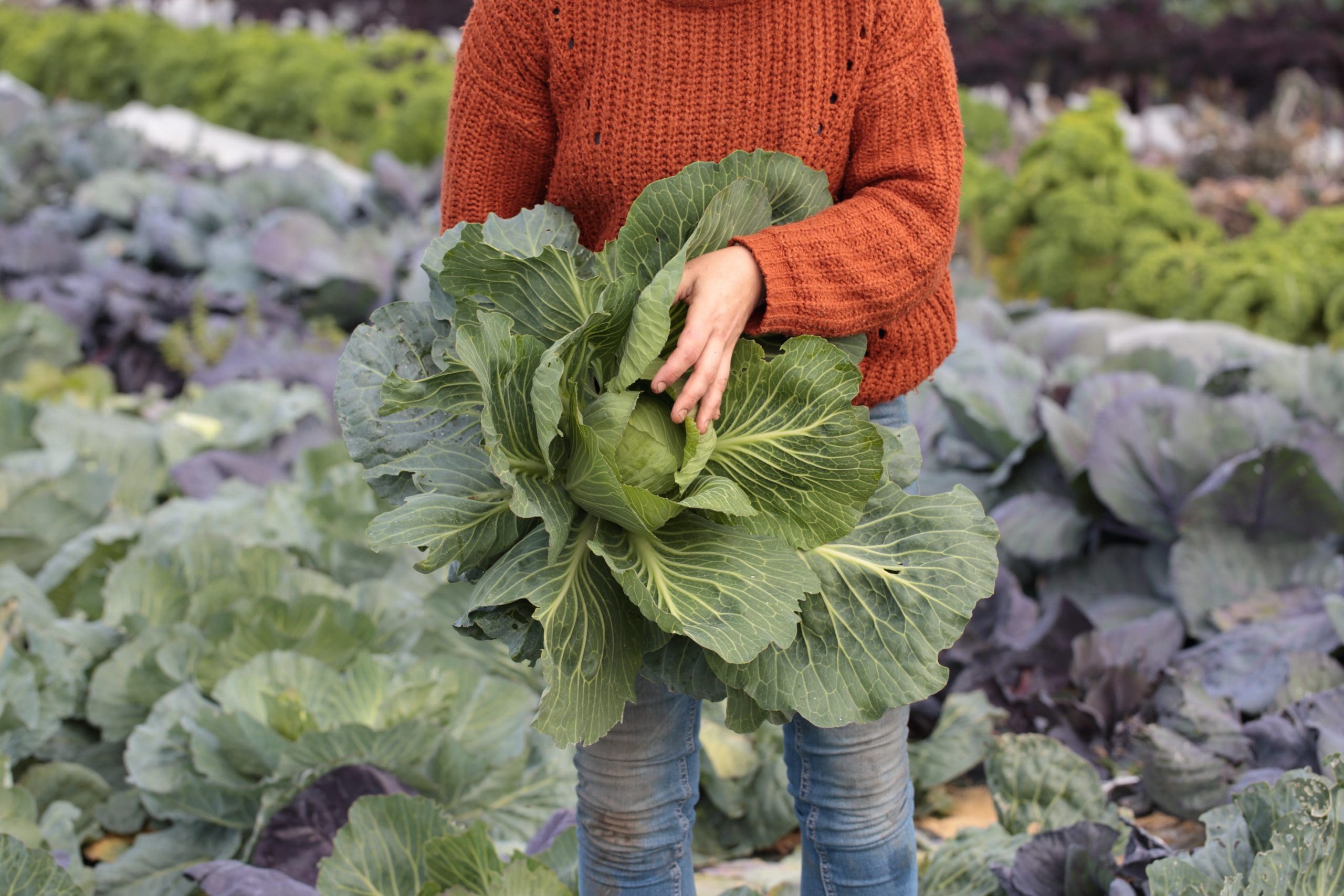 From farm to fork