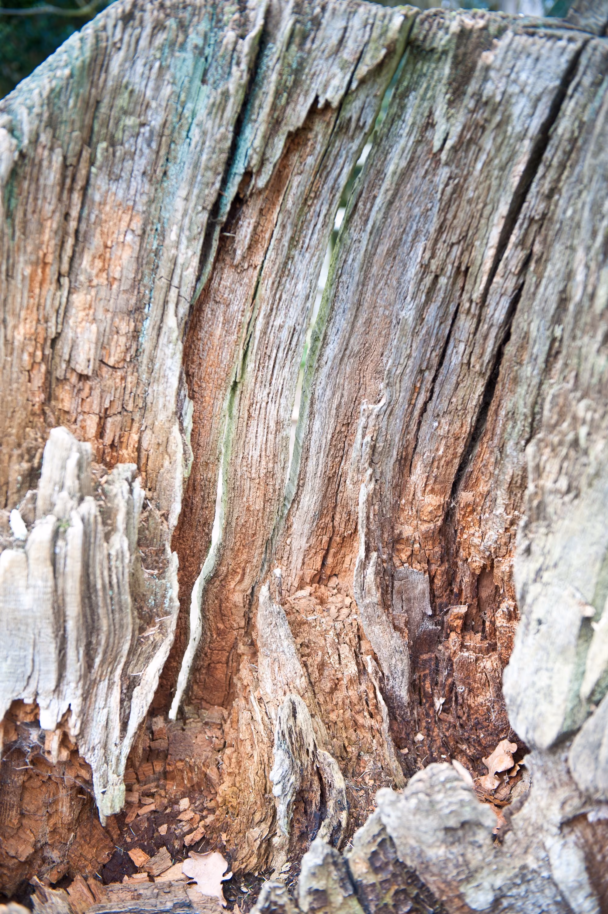 Detailed view of tree