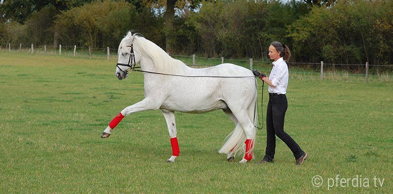 A horse trainer is working a grey horse on long reins