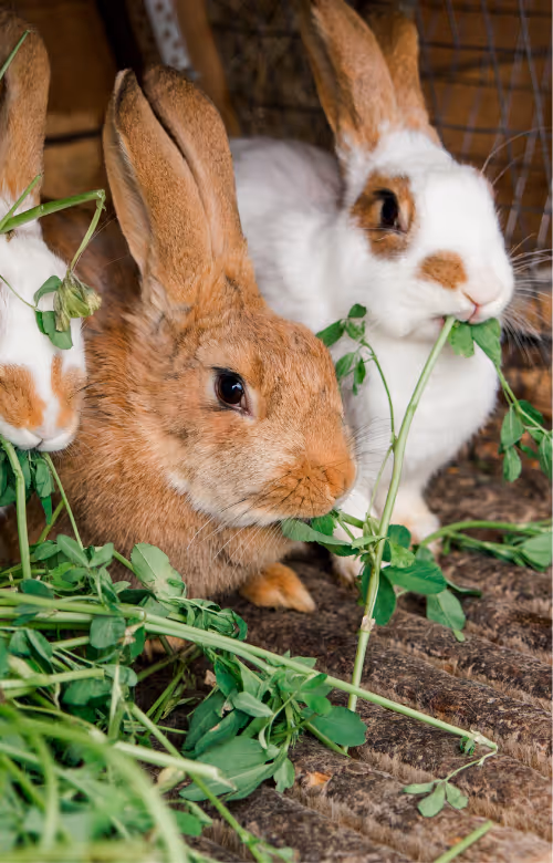 Conejo comiendo brotes de plantas