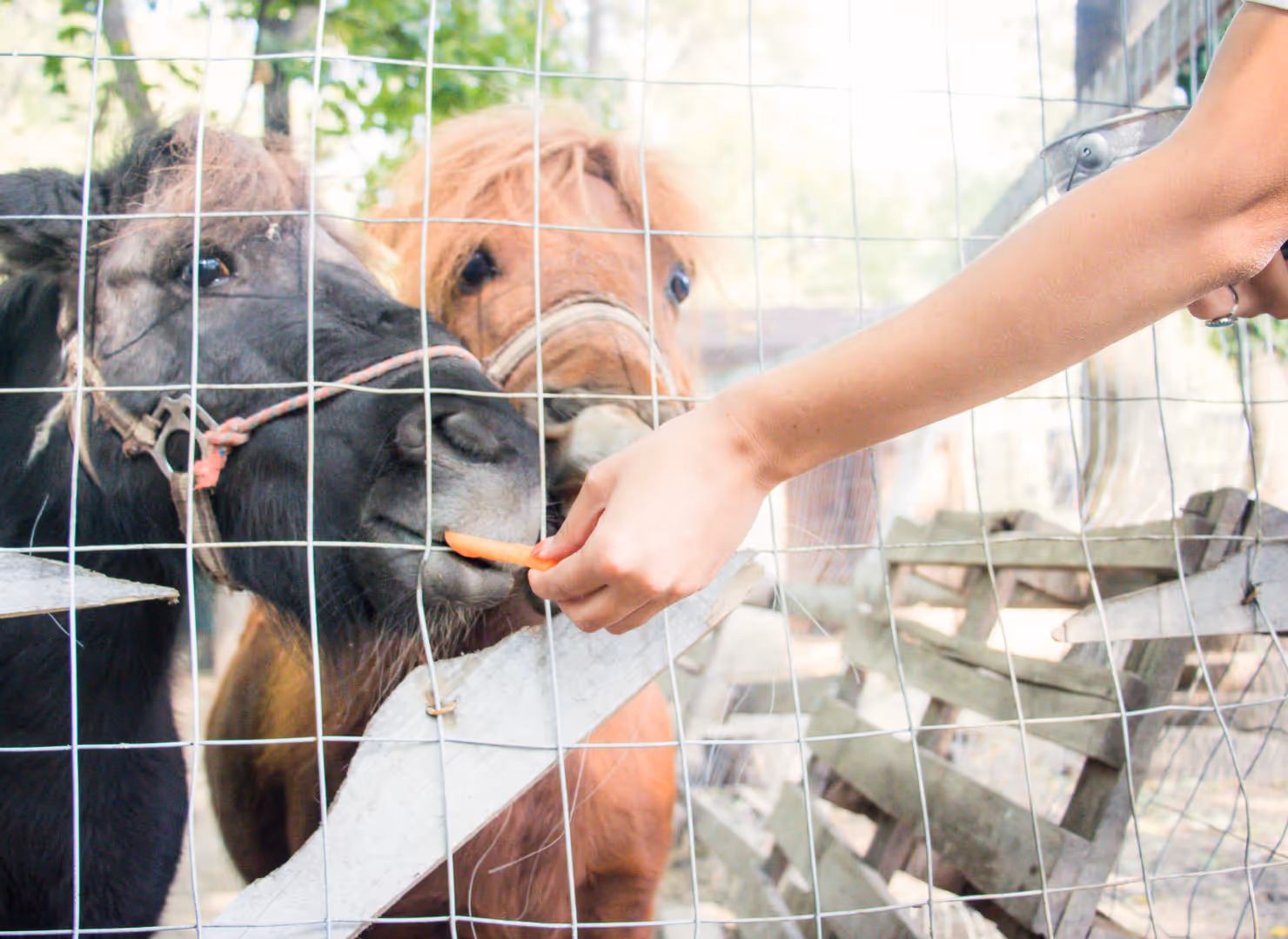 Persona que se encarga de alimentar a los animales