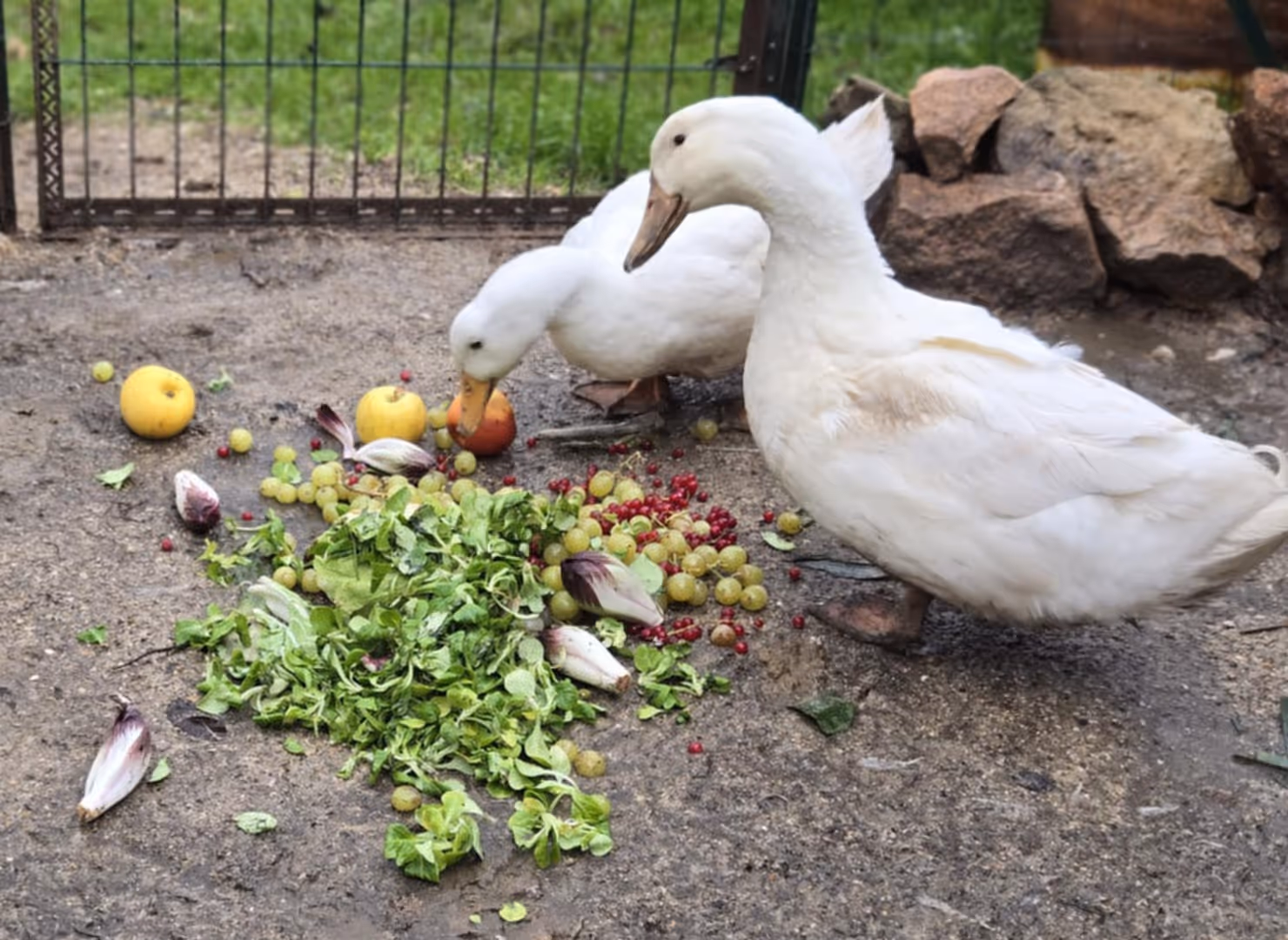 Patos comiendo restos de frutas y verduras estropeadas