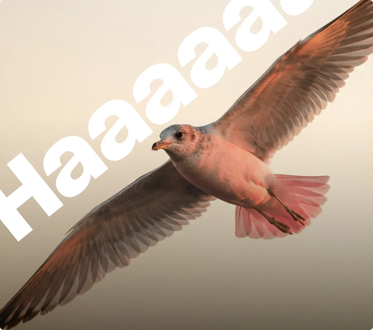 Mouette en plein vol et typographie « Haaaaa »