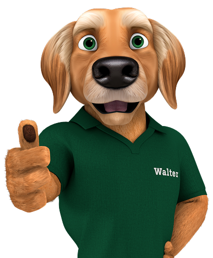 Cartoon golden retriever dog with green eyes wearing a green polo shirt with the name Walter, giving a thumbs up.