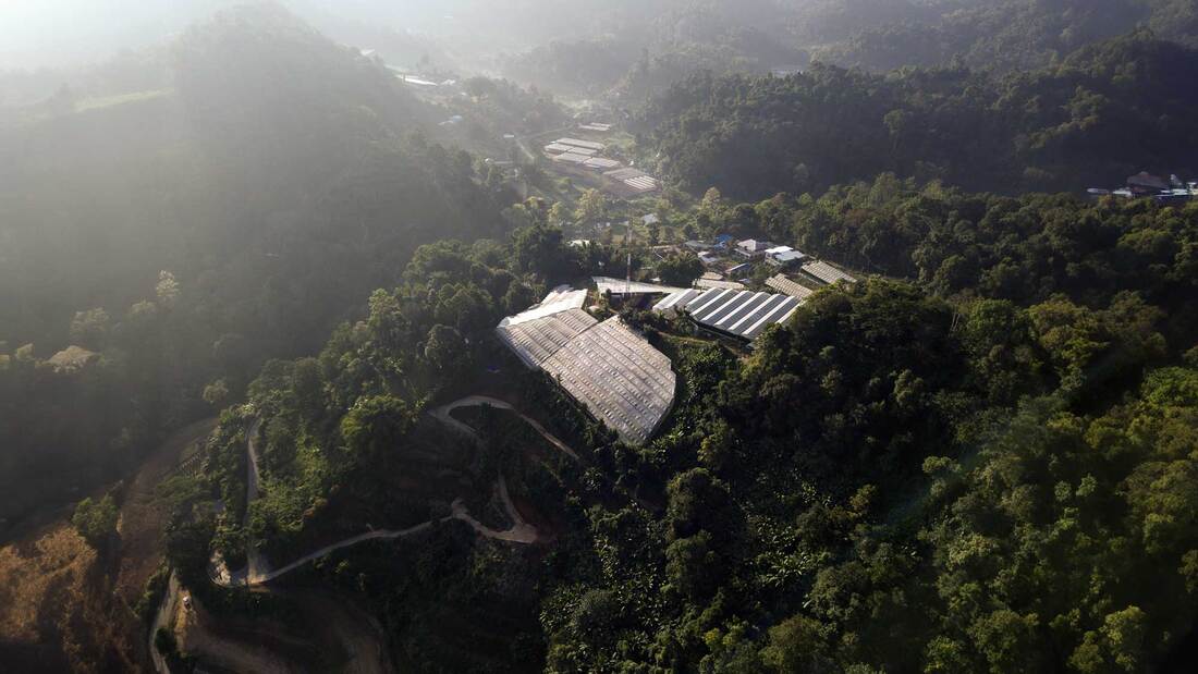 EXTIX cannabis farm Chiang Mai