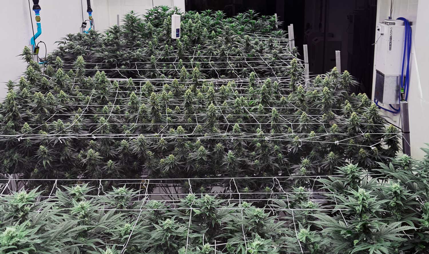 Indoor cannabis cultivation at an EXTIX partner farm