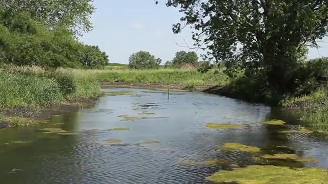 A calm, narrow river or oxbow surrounded by green trees and grass on both banks under a clear blue sky, with some patches of green algae floating on the water surface.