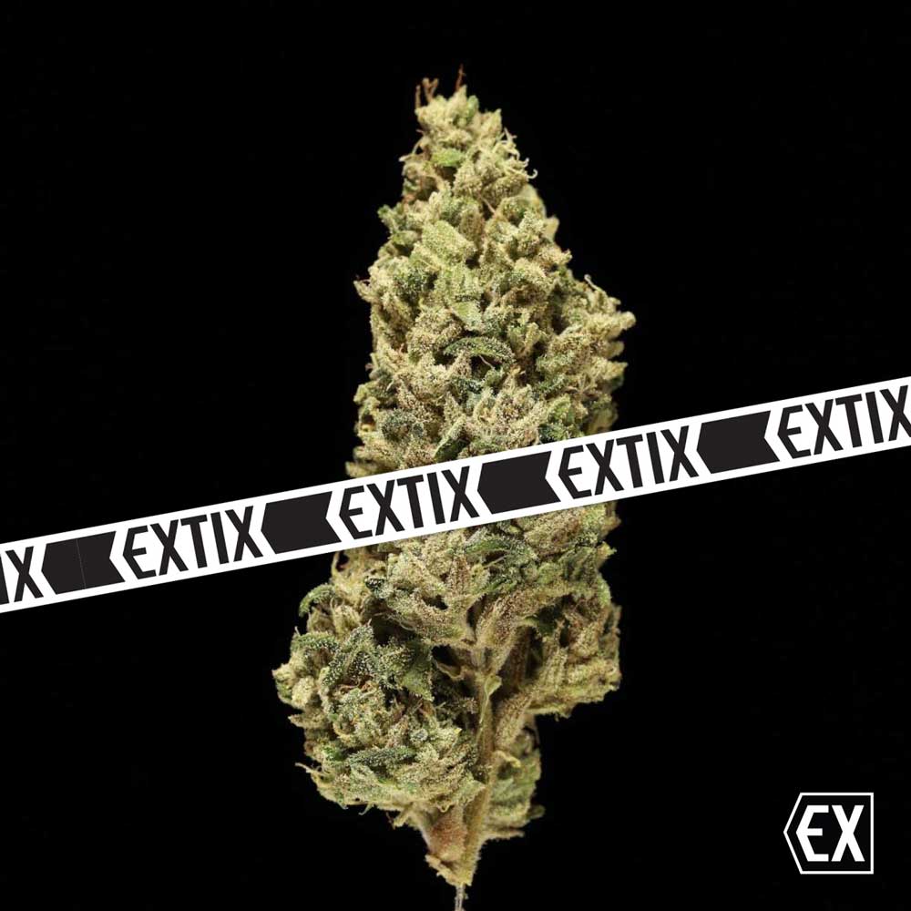Aurora Kush cannabis strain by EXTIX
